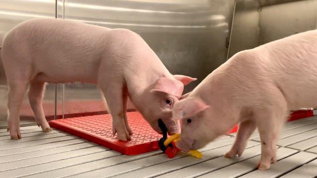 <p>Genetically modified pigs stand inside the protective barrier at the company's designated pathogen-free facility in Christiansburg</p>
