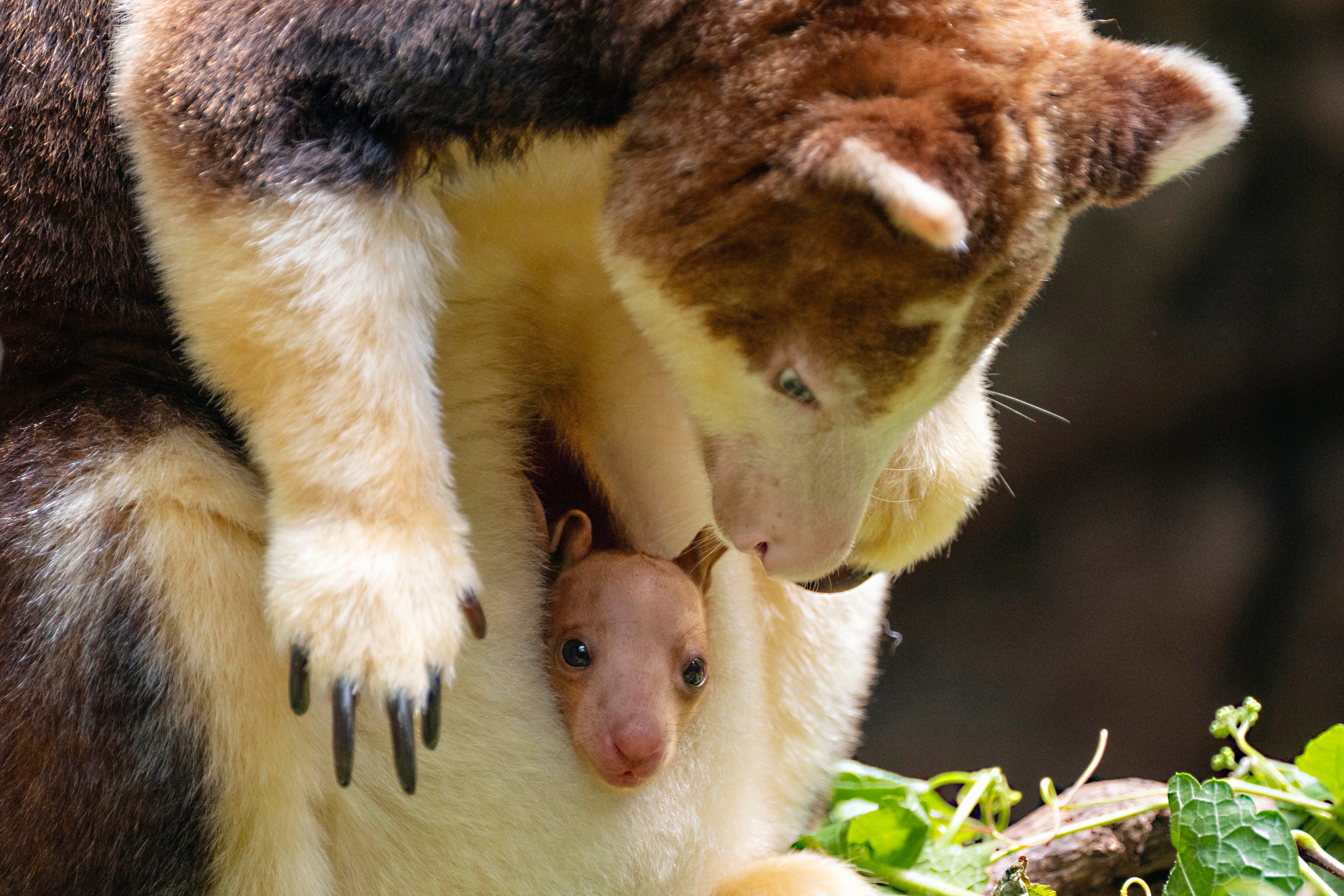 Tree Kangaroo Bronx Zoo