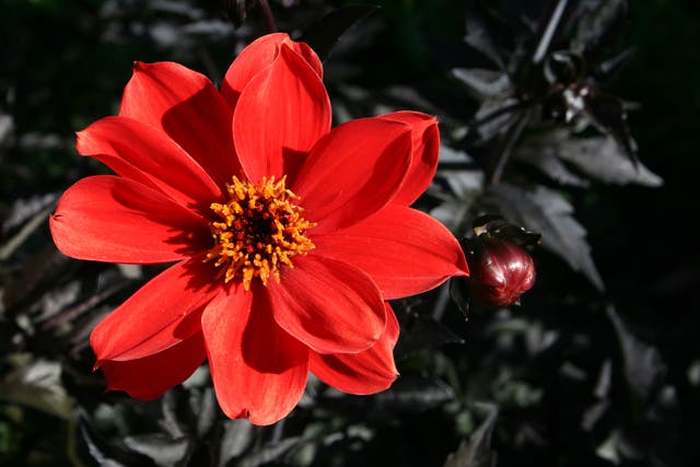 <p>Dahlia ‘Bishop Of Llandaff’ (Alamy/PA)</p>