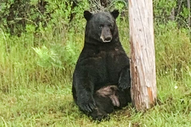 <p>The black bear was spotted at the side of Highway 98 in Florida </p>