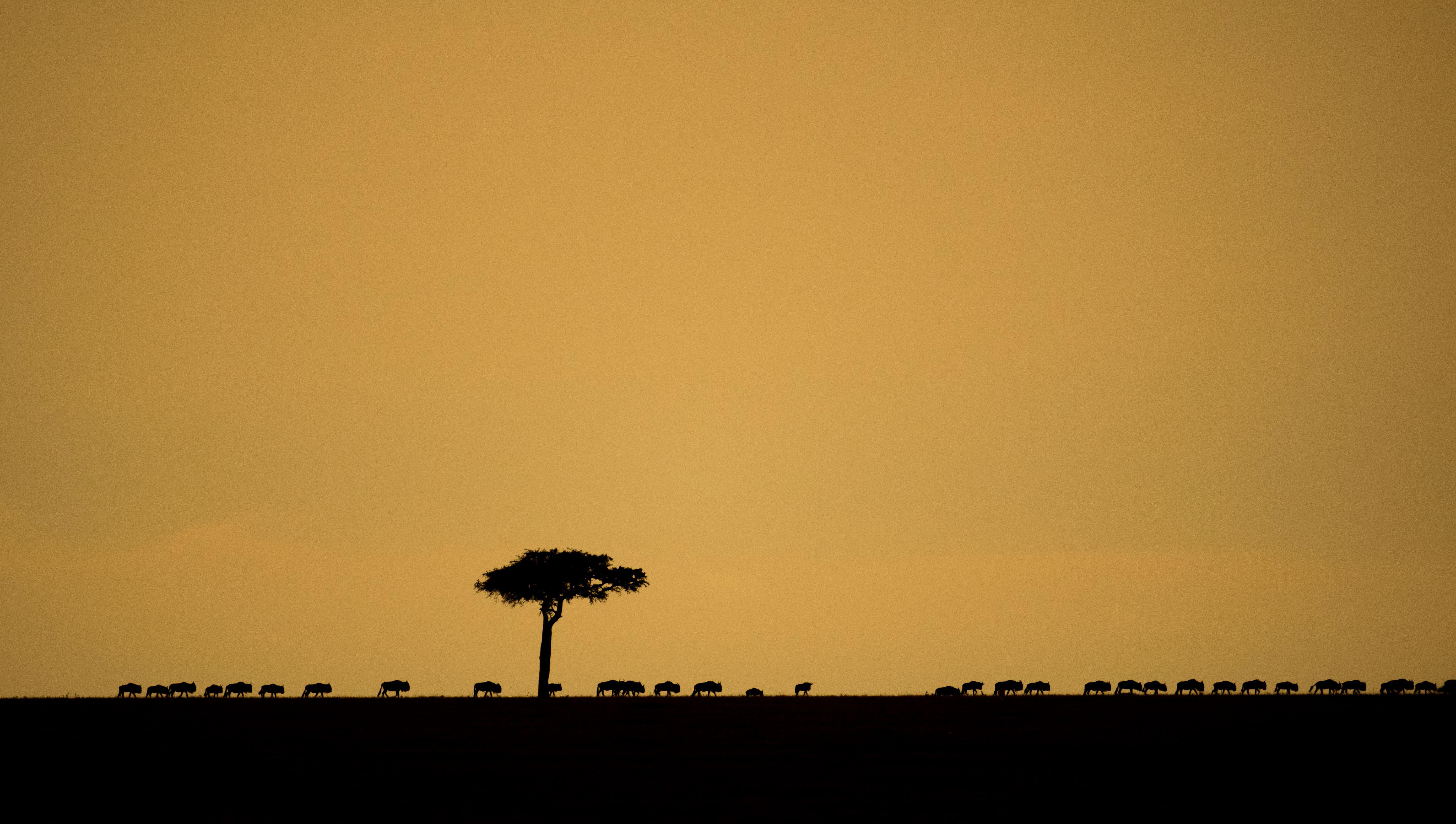 A line of wildebeest on the horizon (Alamy/PA)