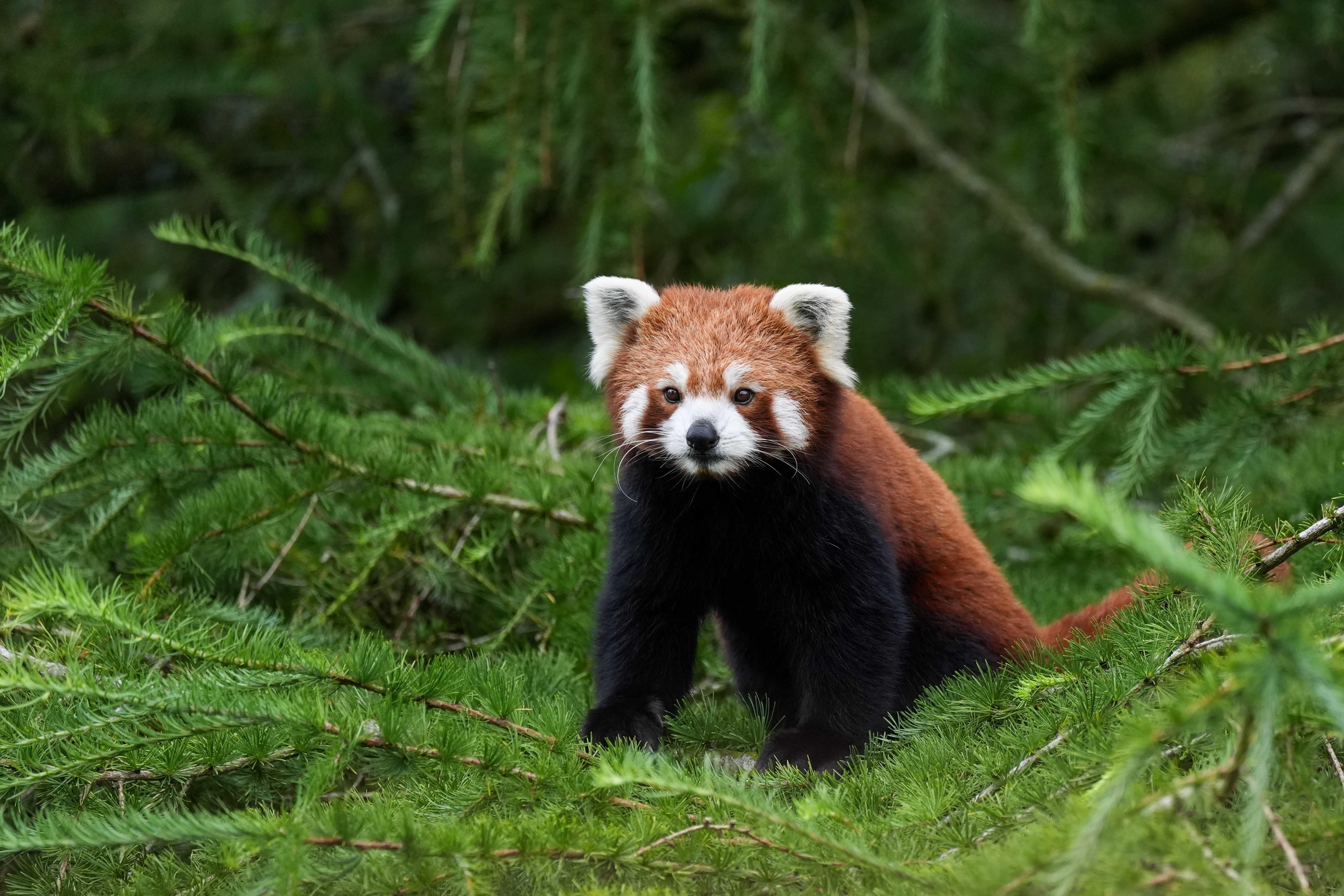 Three-year-old red panda Esha is settling in well at her new home at Peak Wildlife Park after travelling to Staffordshire from her previous home at Paignton Zoo in Devon (Jacob King/PA)