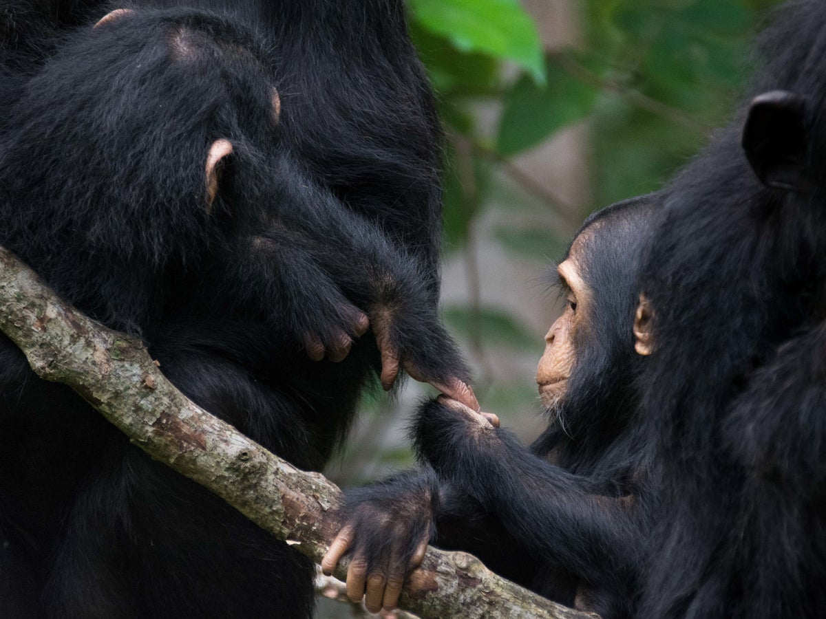 Scientists find amazing similarities between chimpanzee and human conversations