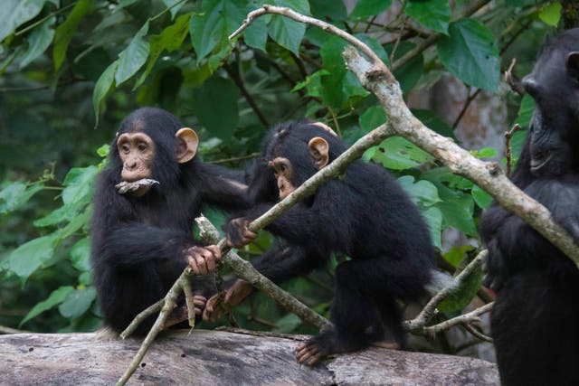 Communication helps chimpanzees avoid conflict and co-ordinate (Adrian Soldati/PA)