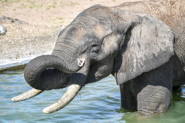 Male elephants use deep rumbles to signal when it’s time to go (Ben Birchall/PA)