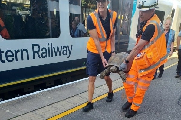 ‘See it. Say it. Tortoise’ Rail staff pick up Solomon and put him on passing train