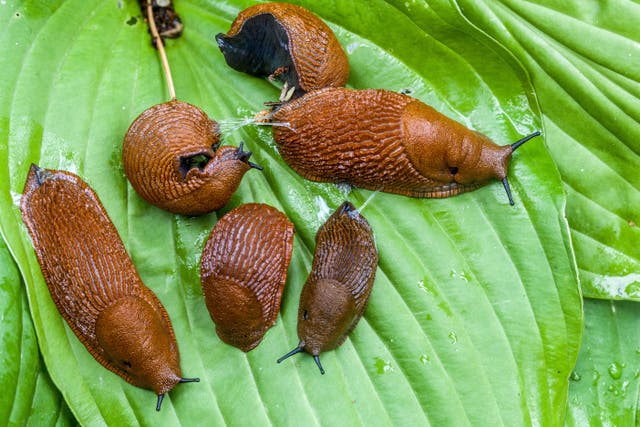 Hasta junio de este año, el RHS ha recibido tres veces más consultas sobre babosas y caracoles que el año pasado en el mismo período. (Alamy/PA)