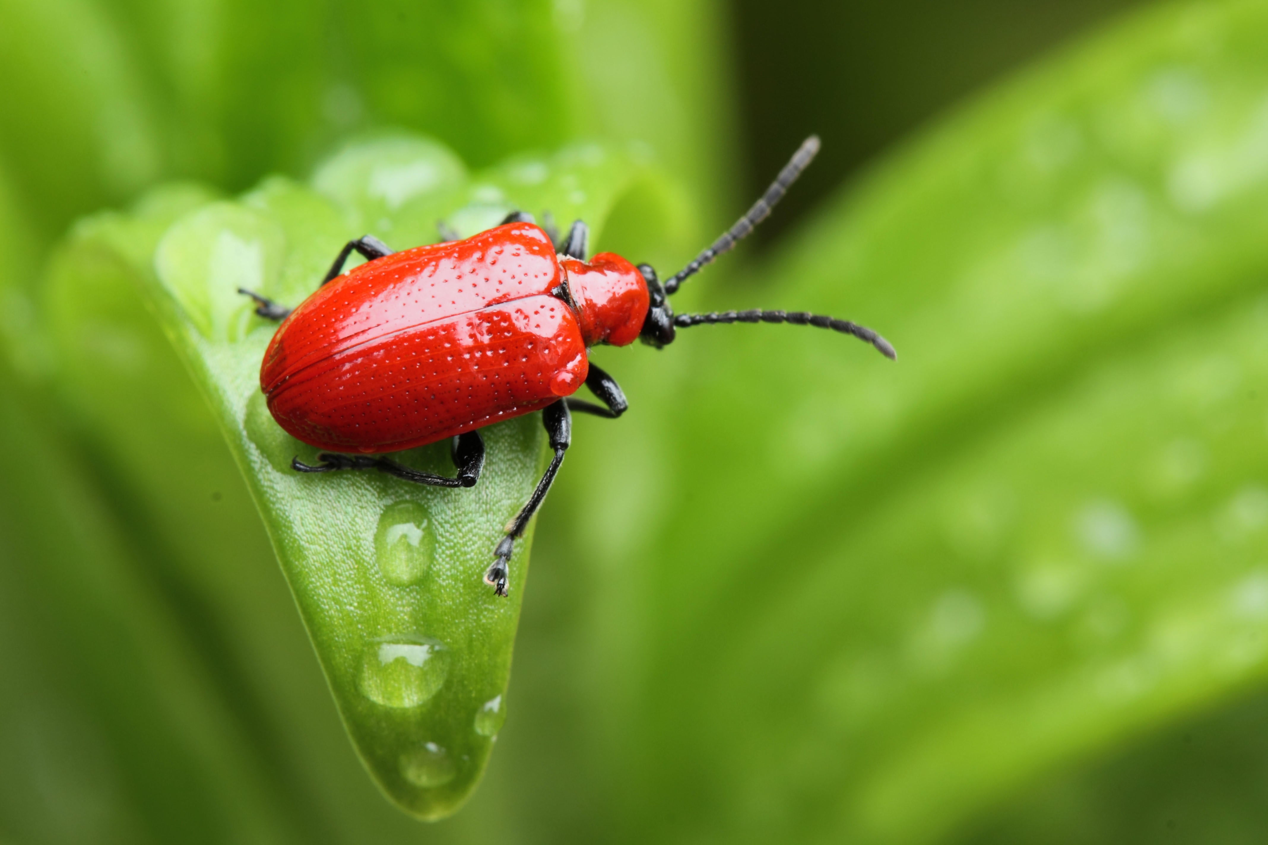 Lily beetle on a leaf in the rain (Alamy/PA)