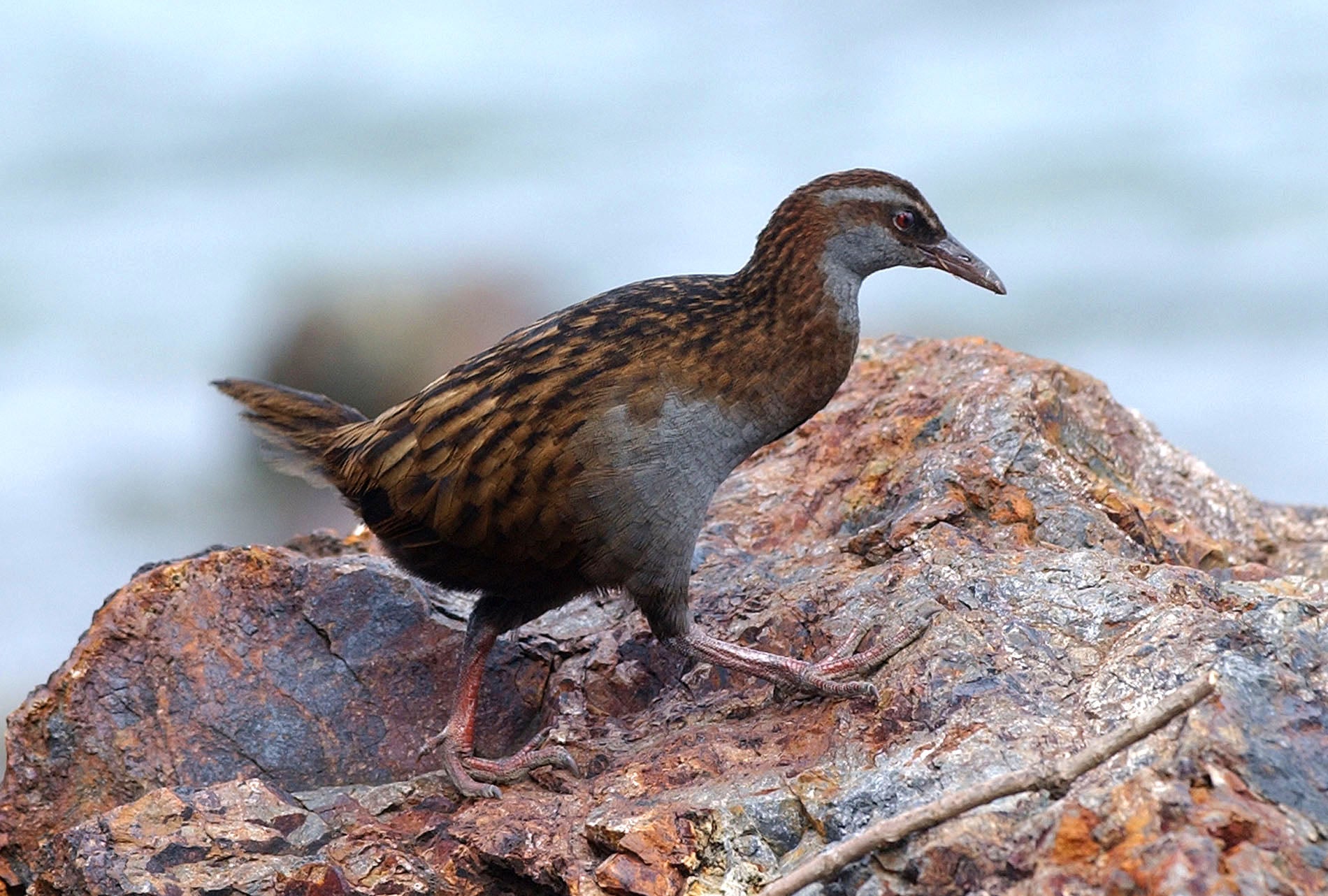 An indigenous weka bird seen here on Kawau Island. The bird is a protected species in New Zealand and is extinct across large parts of the country