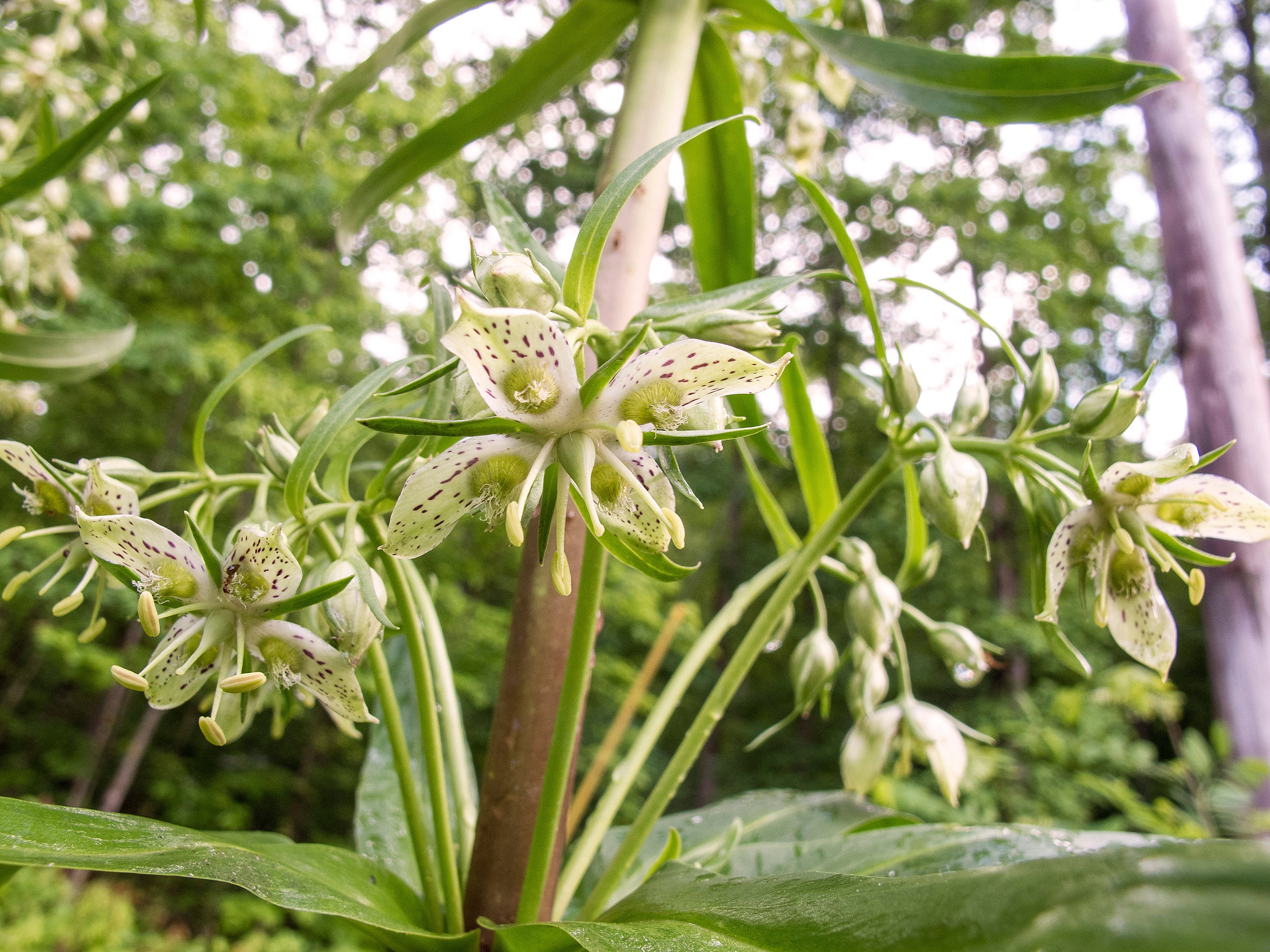 Gardening-One-Hit Wonders