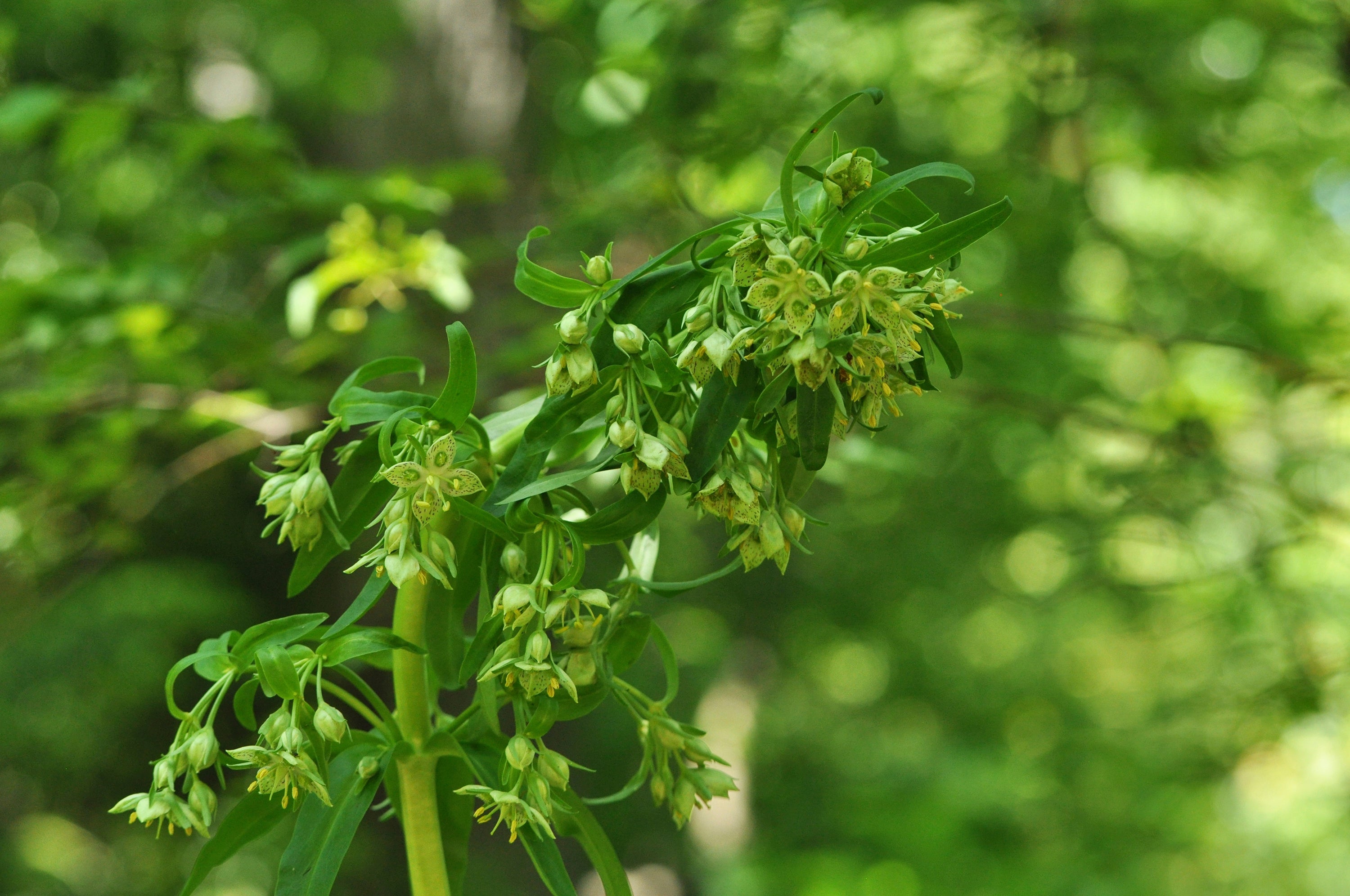 Gardening-One-Hit Wonders