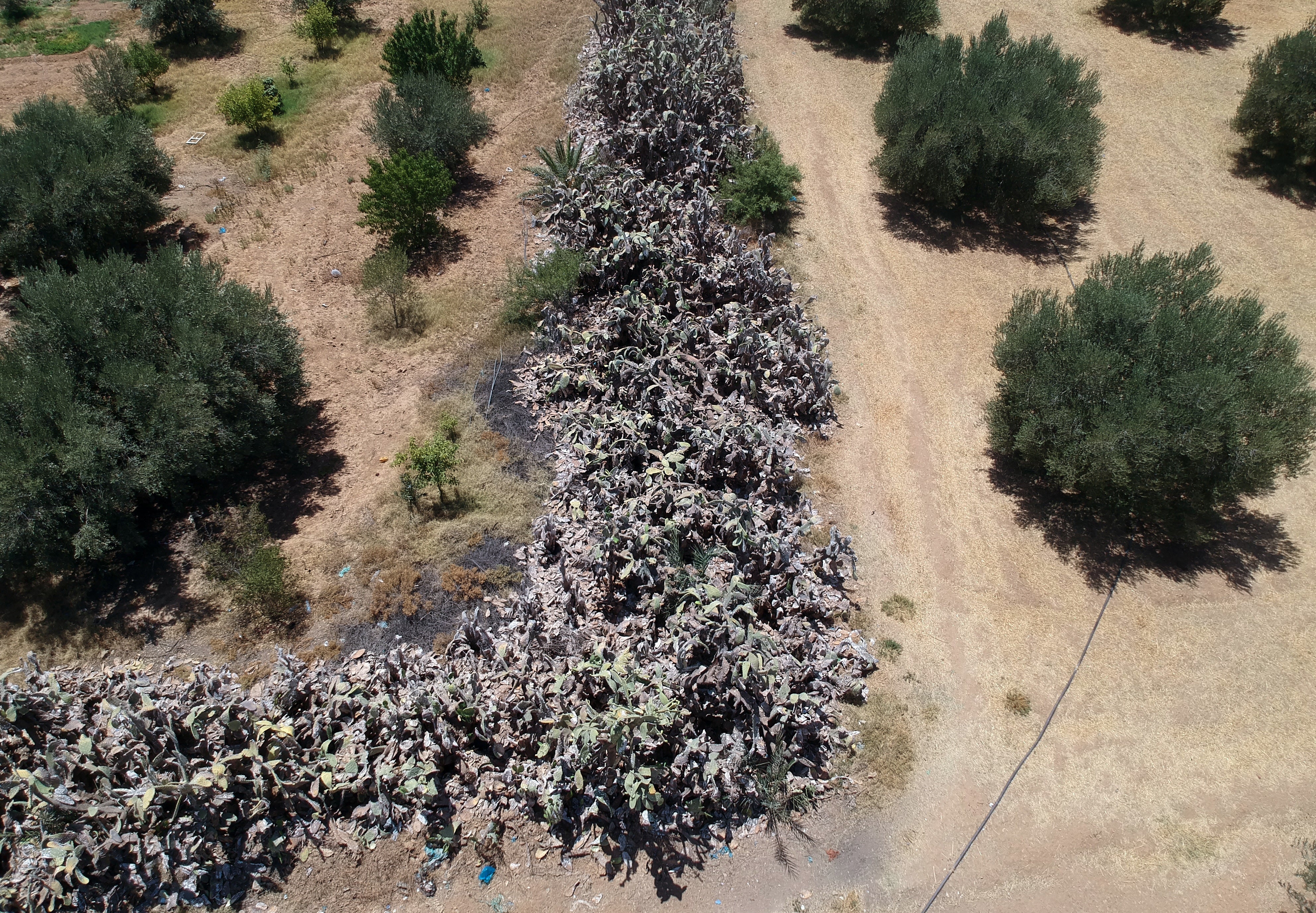 A drone view shows a dying prickly pear plantation inside a farm in Kairouan, Tunisia July 19