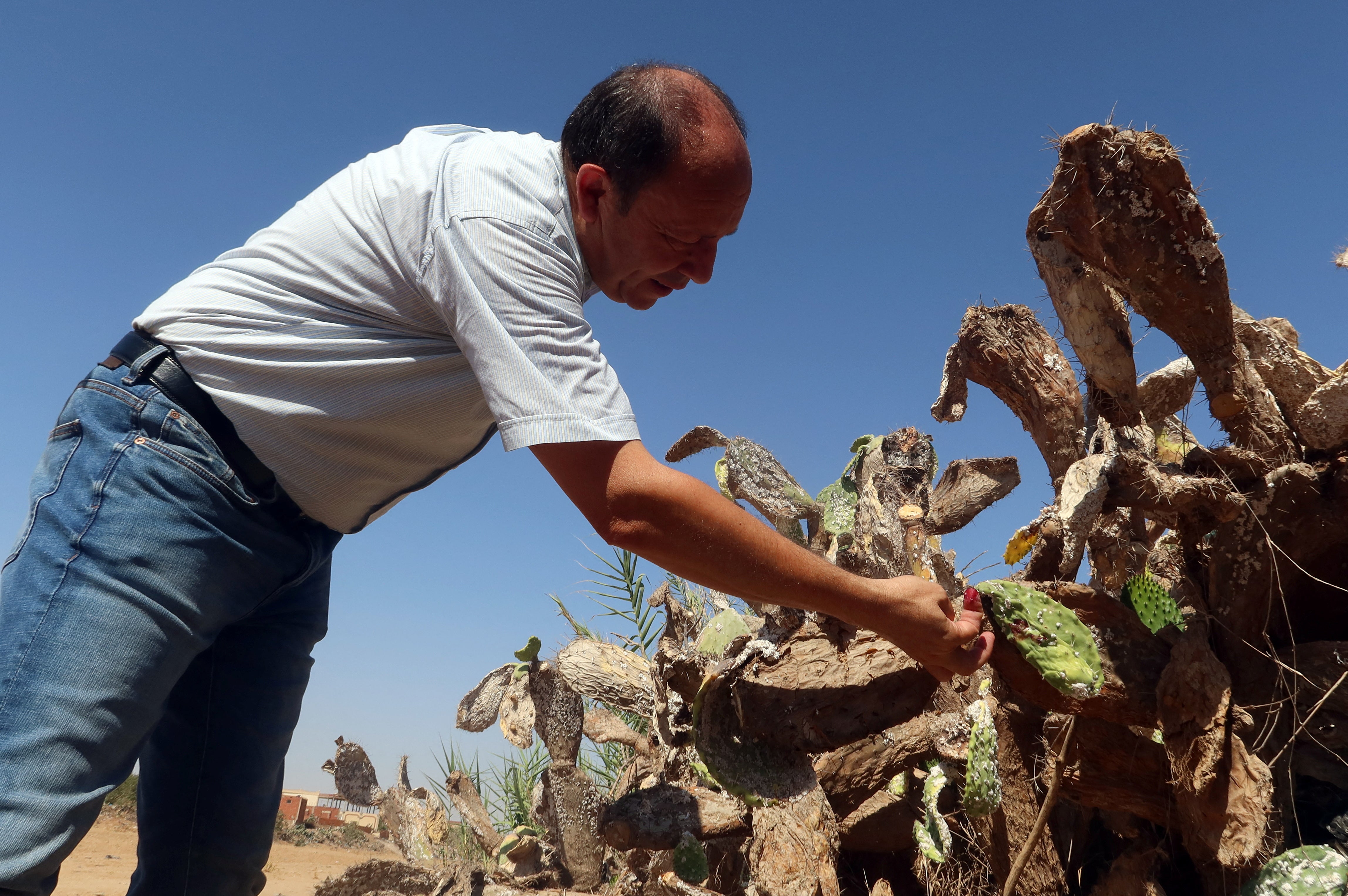 A Tunisian expert in agriculture policies, Faouzi Zayani, inspects a prickly pear plantation infested with cochineal insects, in Sfax, Tunisia July 19, 2024