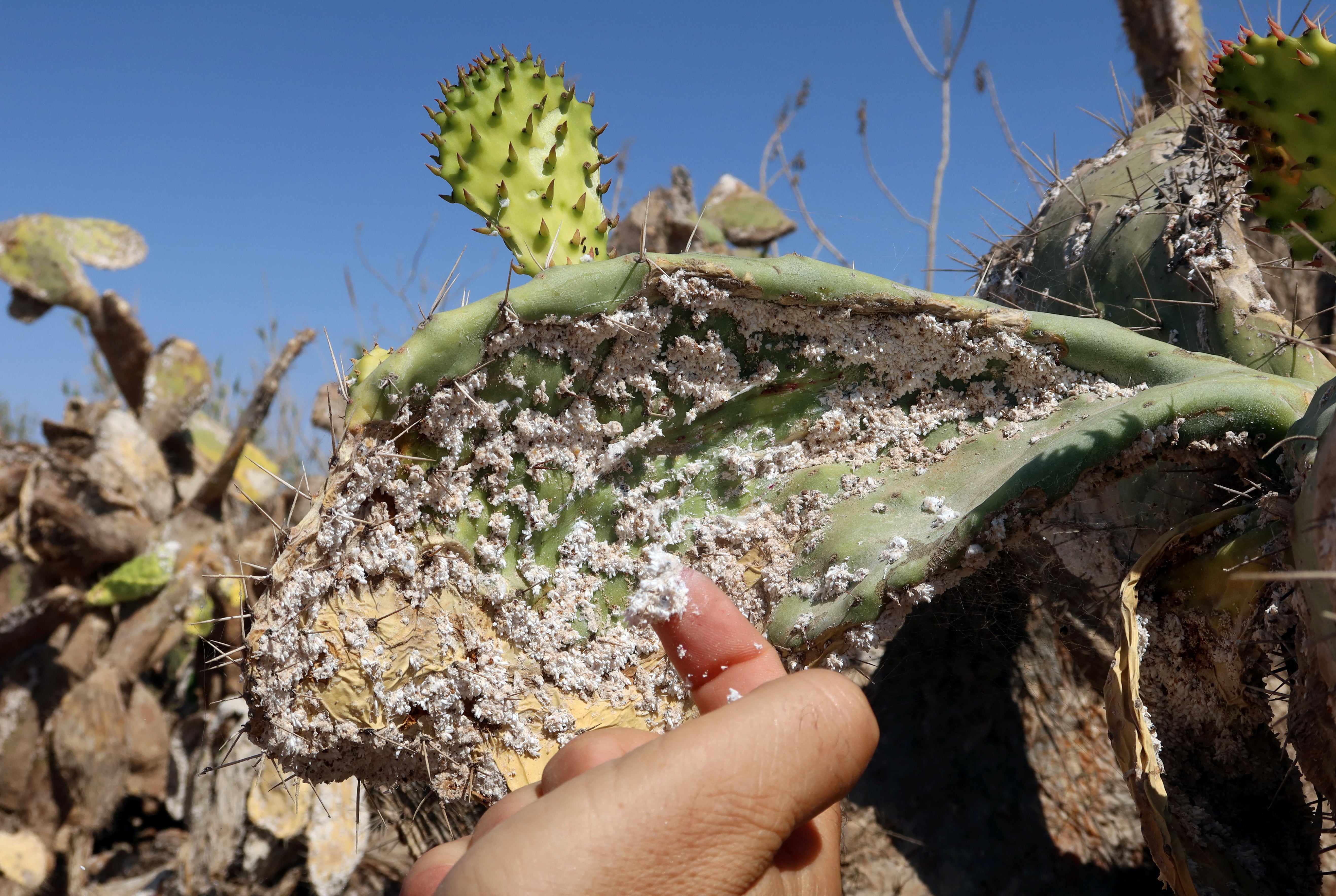 A Tunisian expert in agriculture policies, Faouzi Zayani, inspects a prickly pear plantation infested with cochineal insects, in Sfax, Tunisia July 19, 2024