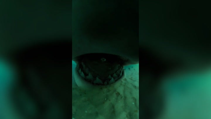 <p>Watch: Lurking tiger shark’s razor sharp teeth seen in underwater footage.</p>