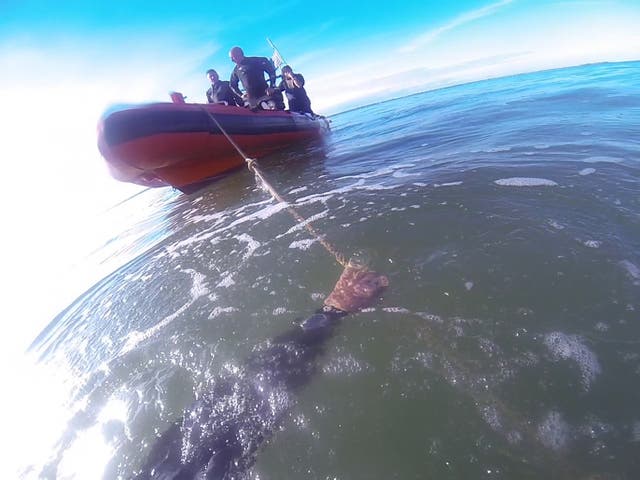 <p>Divers in the Thames Estuary off Southend Pier. A diver has discovered a bronze cannon on the shipwreck of a warship that was destroyed by a gunpowder explosion and sank in 1665</p>