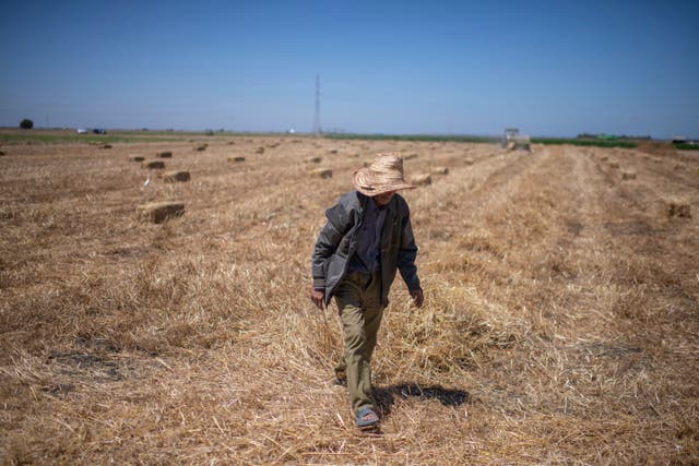 Morocco Grain