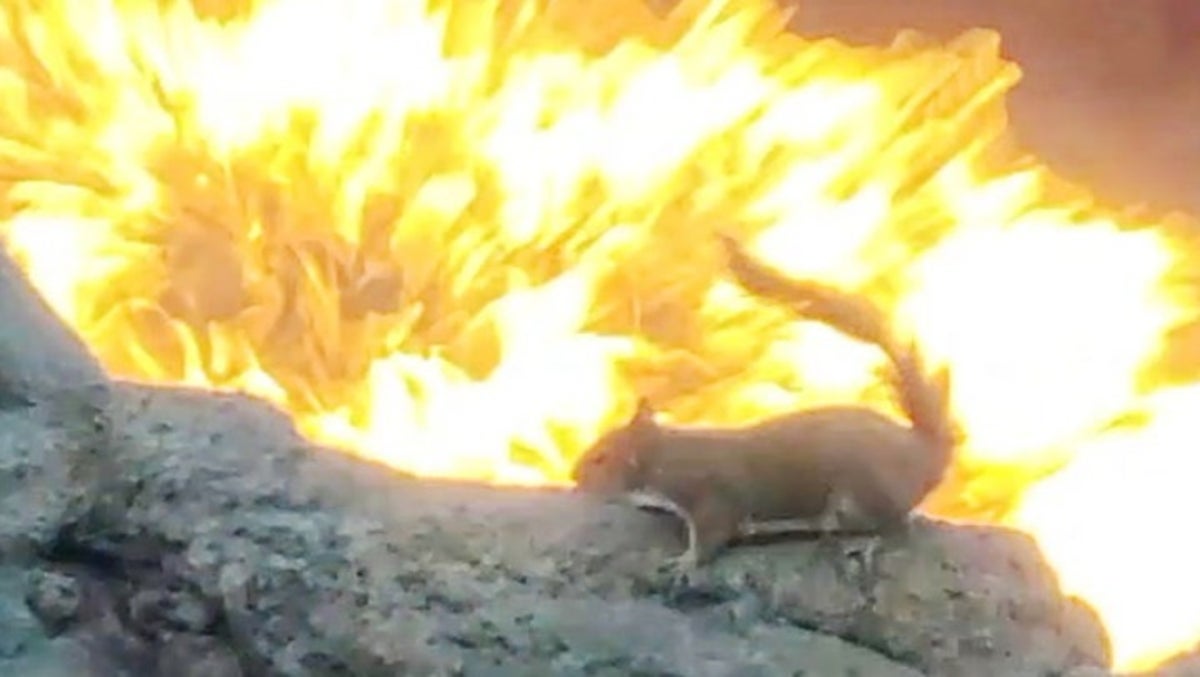 Squirrel narrowly escapes death at fiery Disney attraction