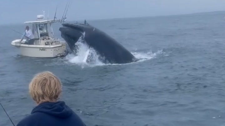 <p>Breaching whale capsizes boat after landing on top of it in Portsmouth Harbor.</p>