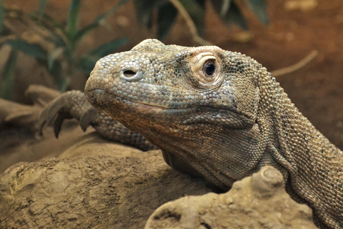 Indonesia and Japan trade Komodo dragons and red pandas in key conservation plans