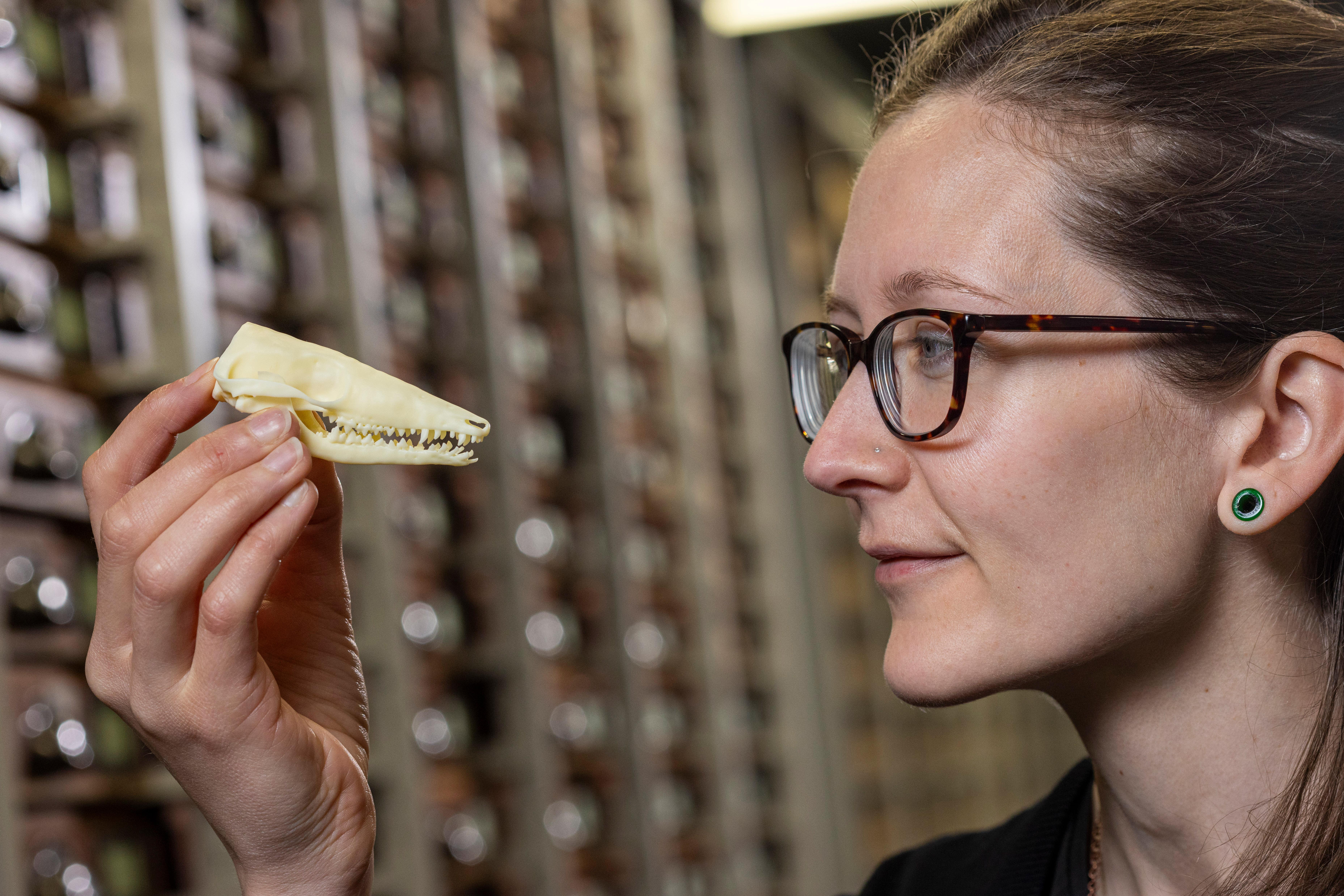 Fossils found on the Isle of Skye show that small mammals living in the Jurassic period lived longer and matured more slowly than mammals living today (Duncan McGlynn/National Museums Scotland/PA)