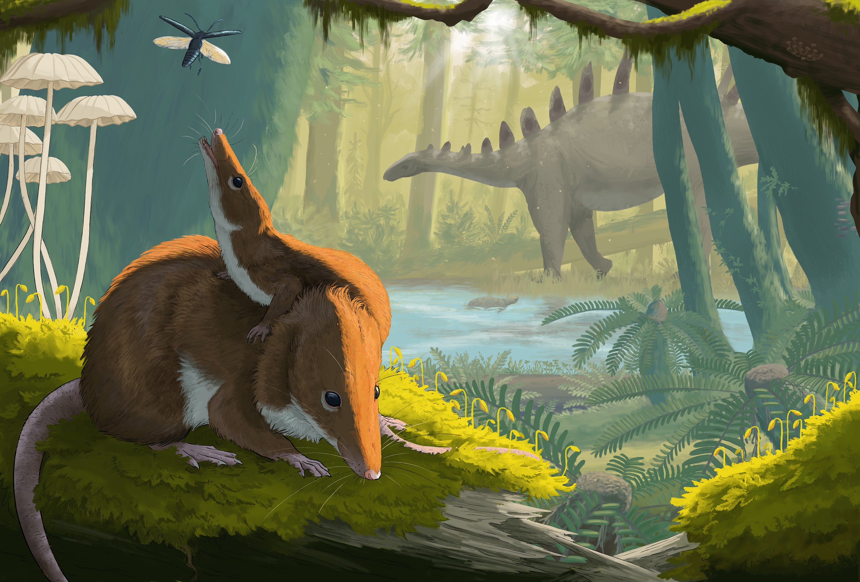 An artist’s impression of how the mammals, which lived 166 million years ago, might have looked (Maija Karala/National Museum of Scotland/PA)