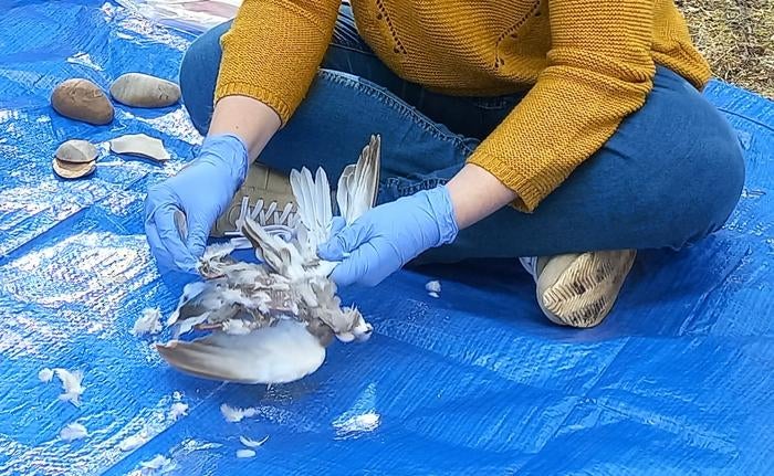 Scientist defeather one of the birds