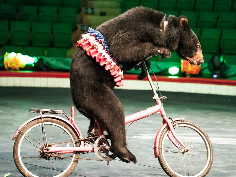 Circuses in Asia often make bears ride bikes. This bear was eventually rescued