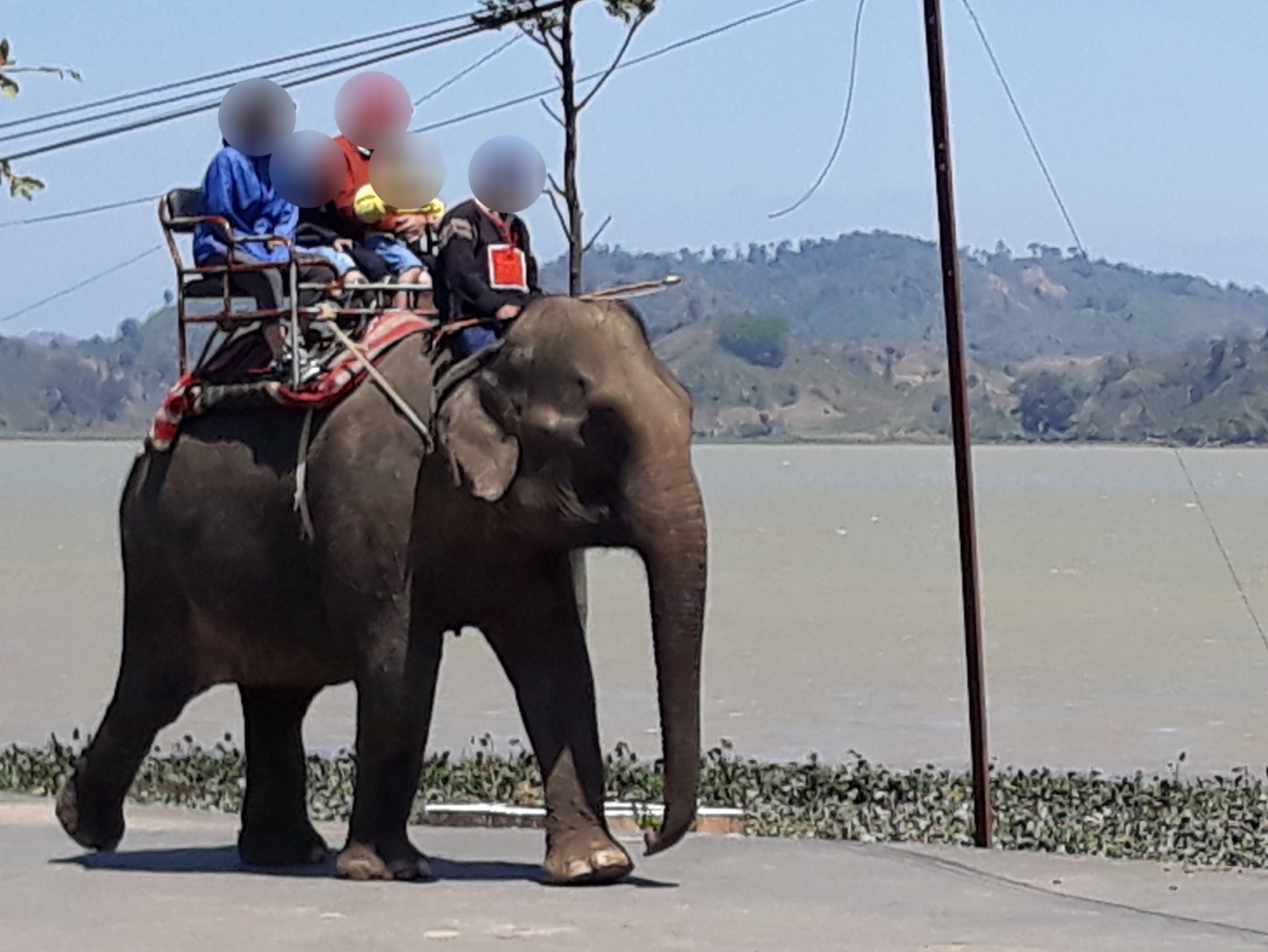 Elephants are subjected to painful practices to prepare them to take rides