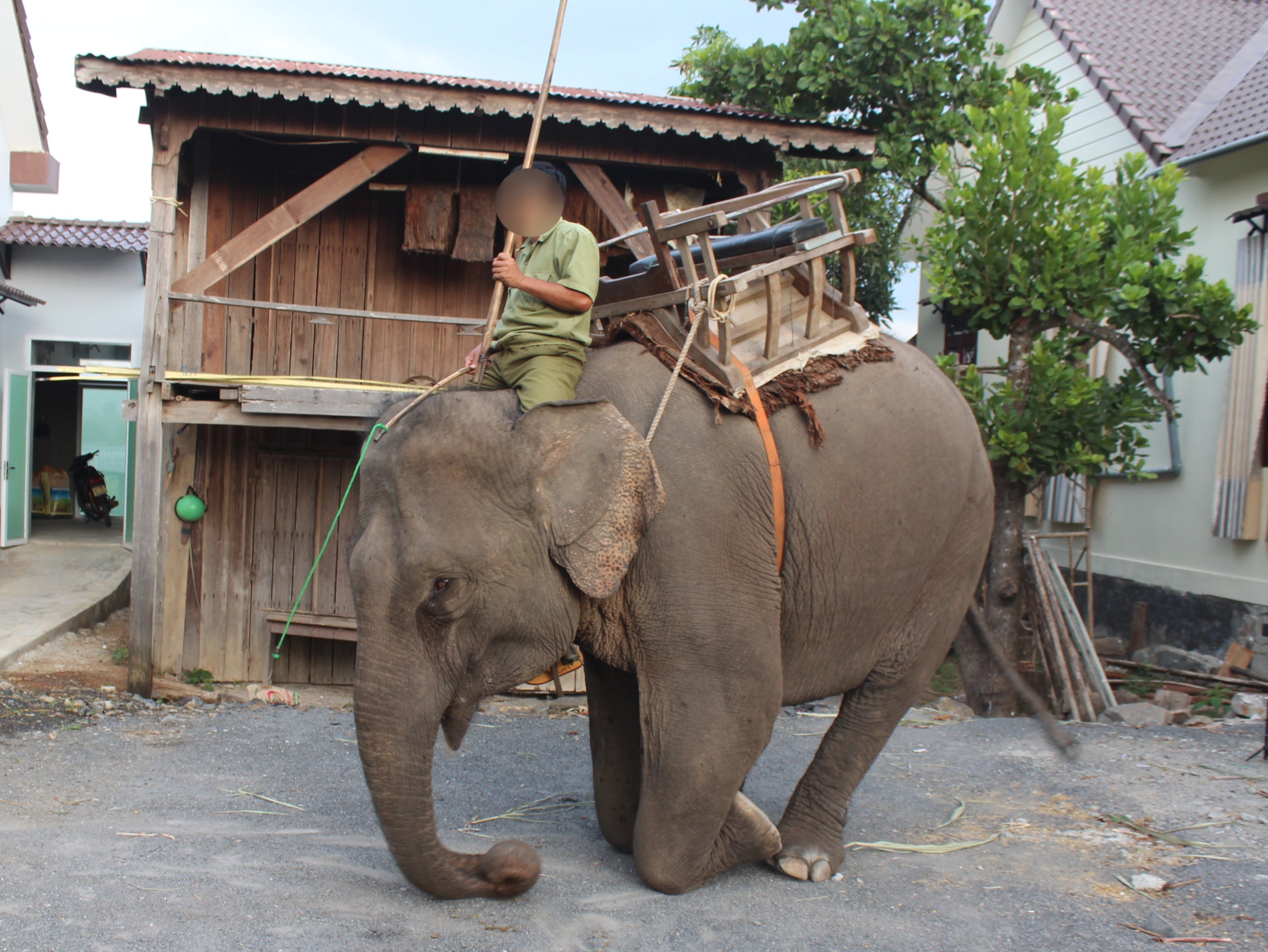 This 40-year-old female elephant was rescued last year after being forced to give rides for years by people using painful training methods