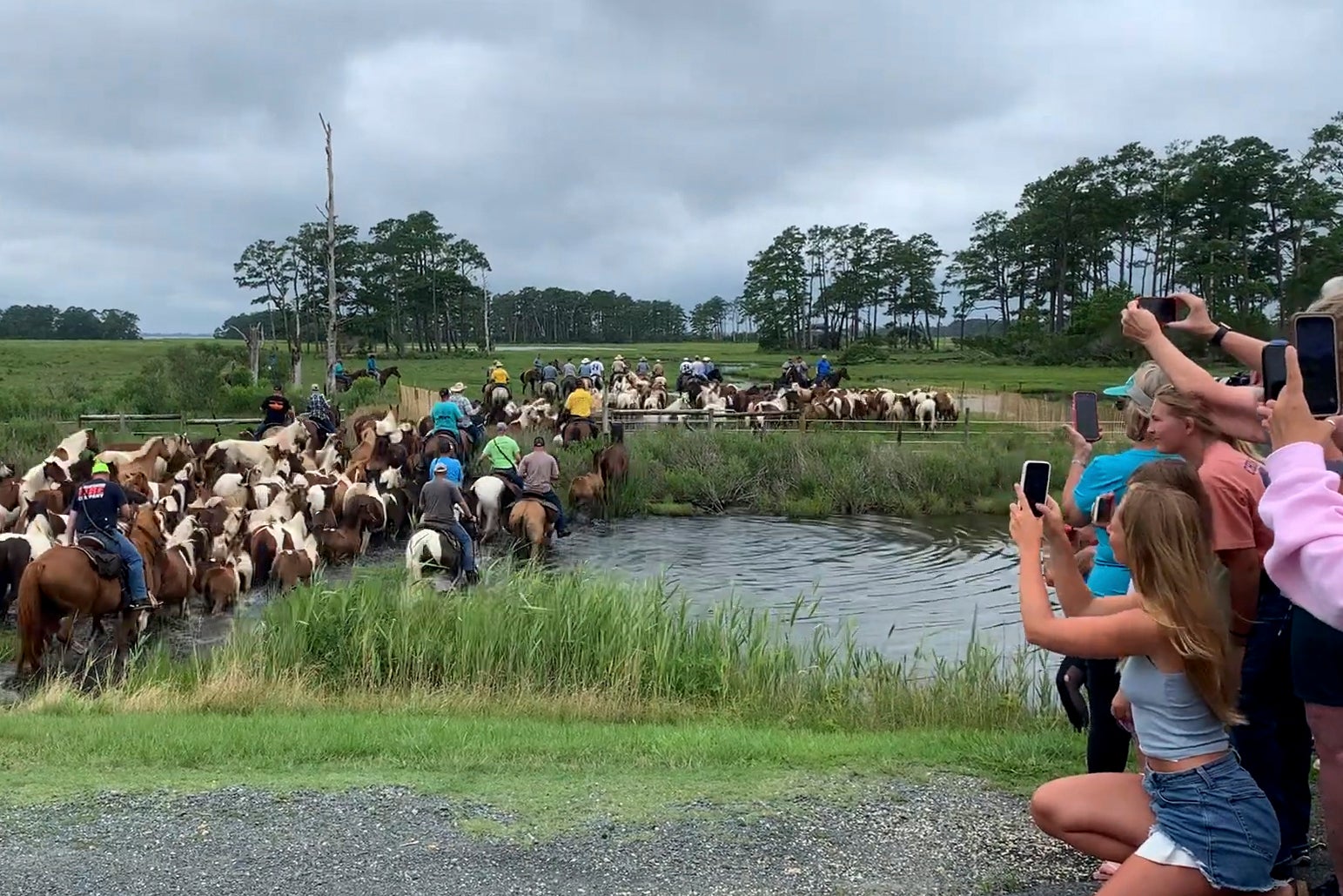 Chincoteague Pony Swim