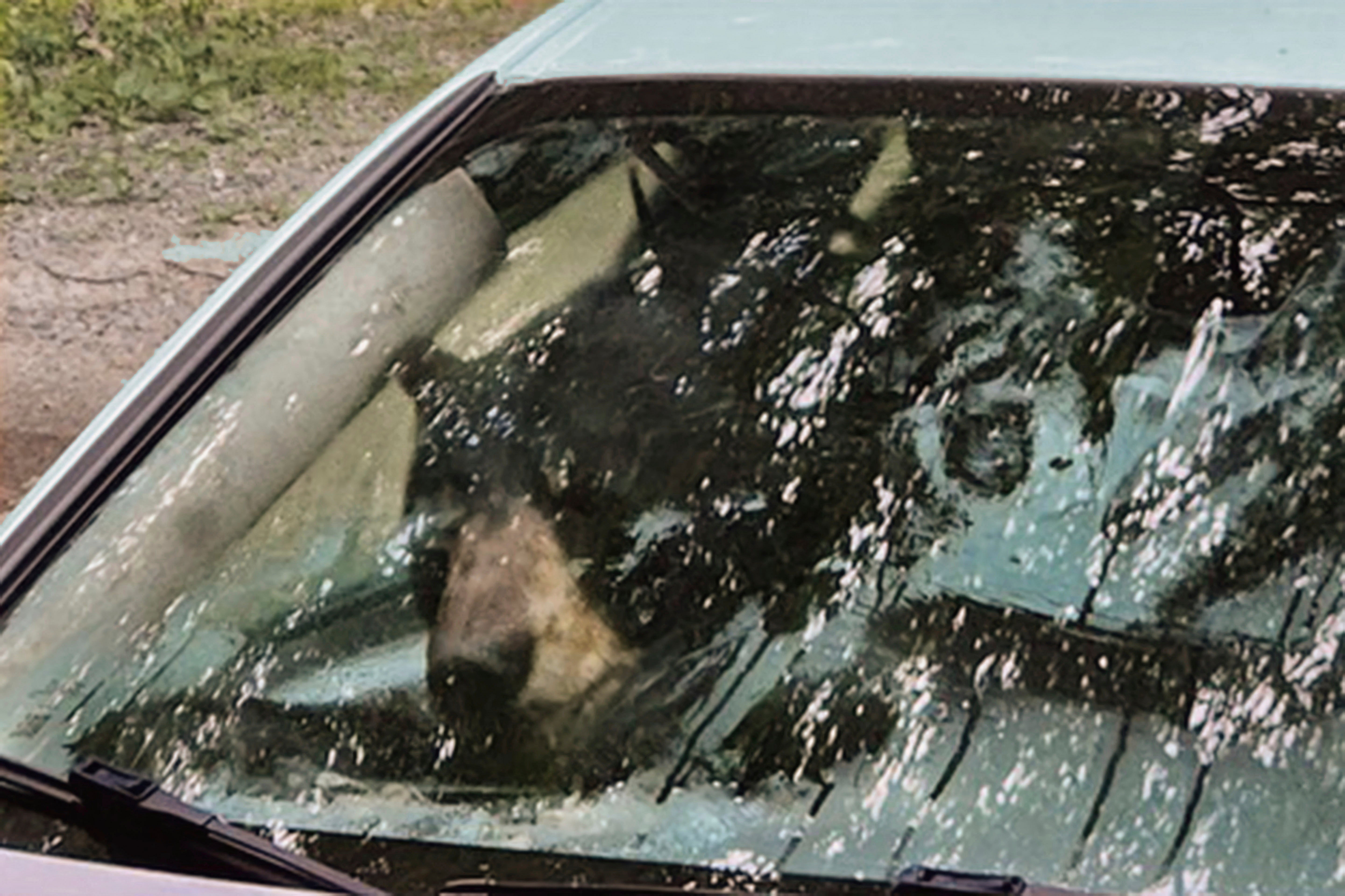 A bear that broke into a car in Winsted, CT, is visible through the vehicle’s front window