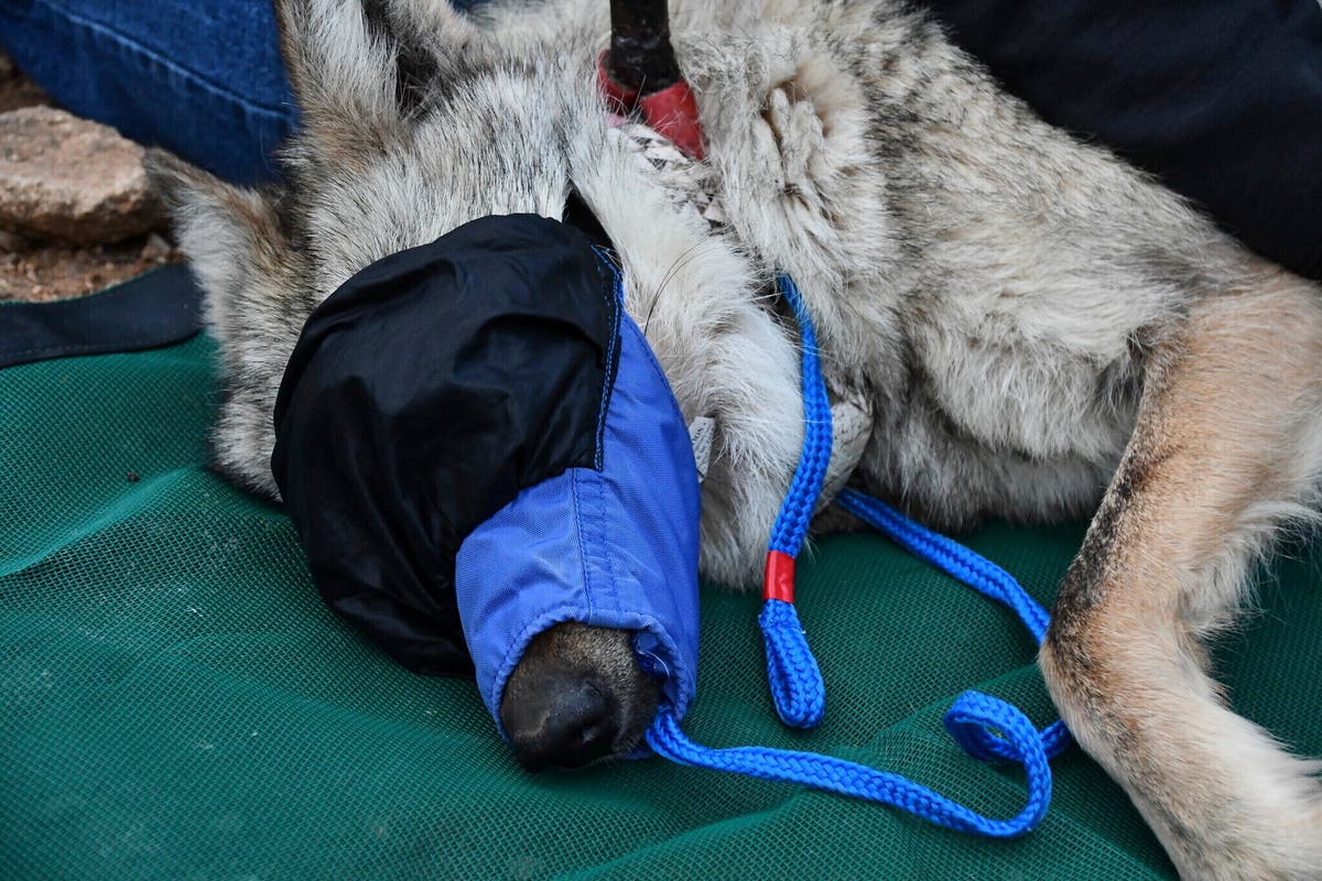 Wandering wolf of the Southwest confined through 2025 breeding season in hopes of producing pups