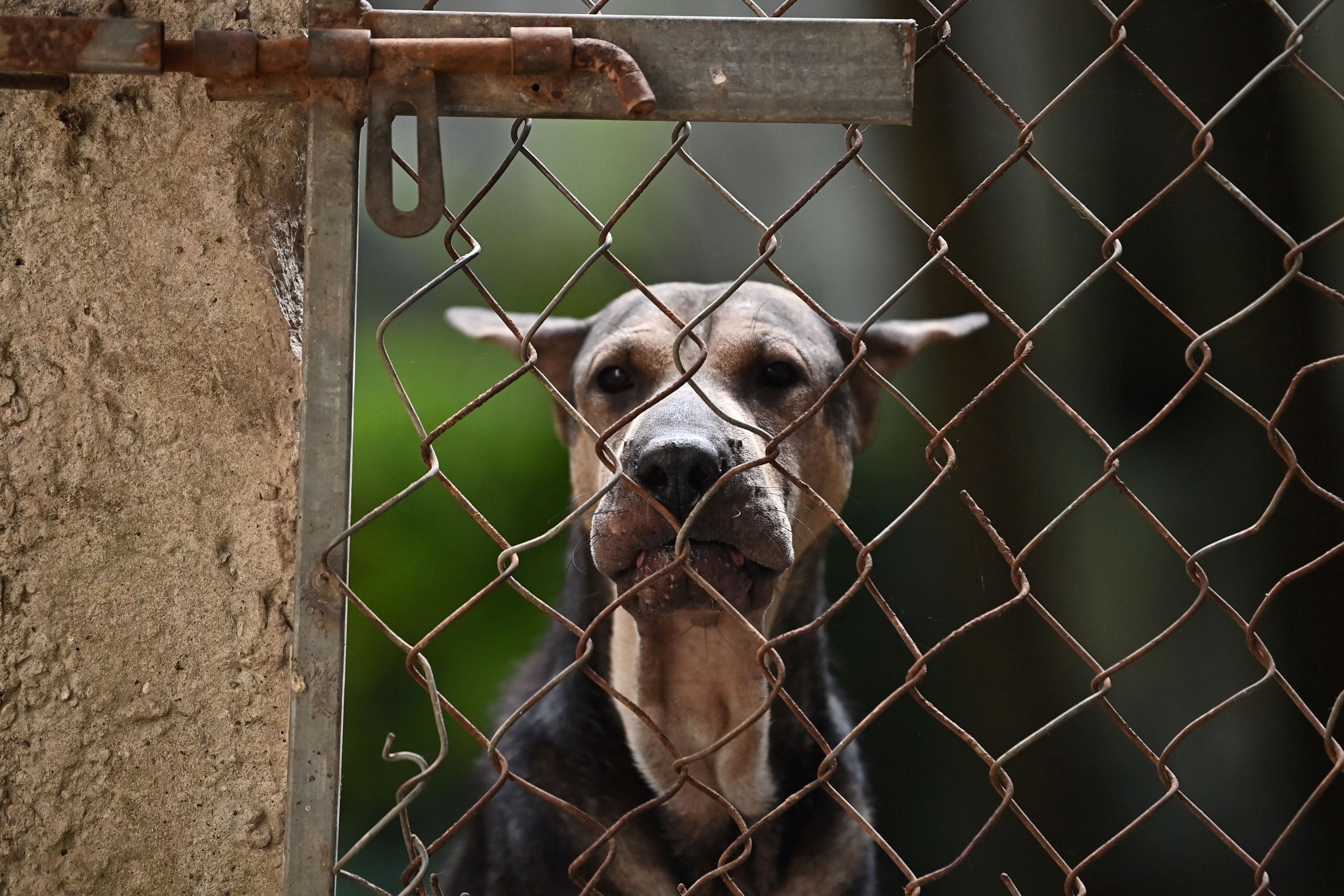 <p>A dog looks from a cage at a dog farm and slaughterhouse</p>