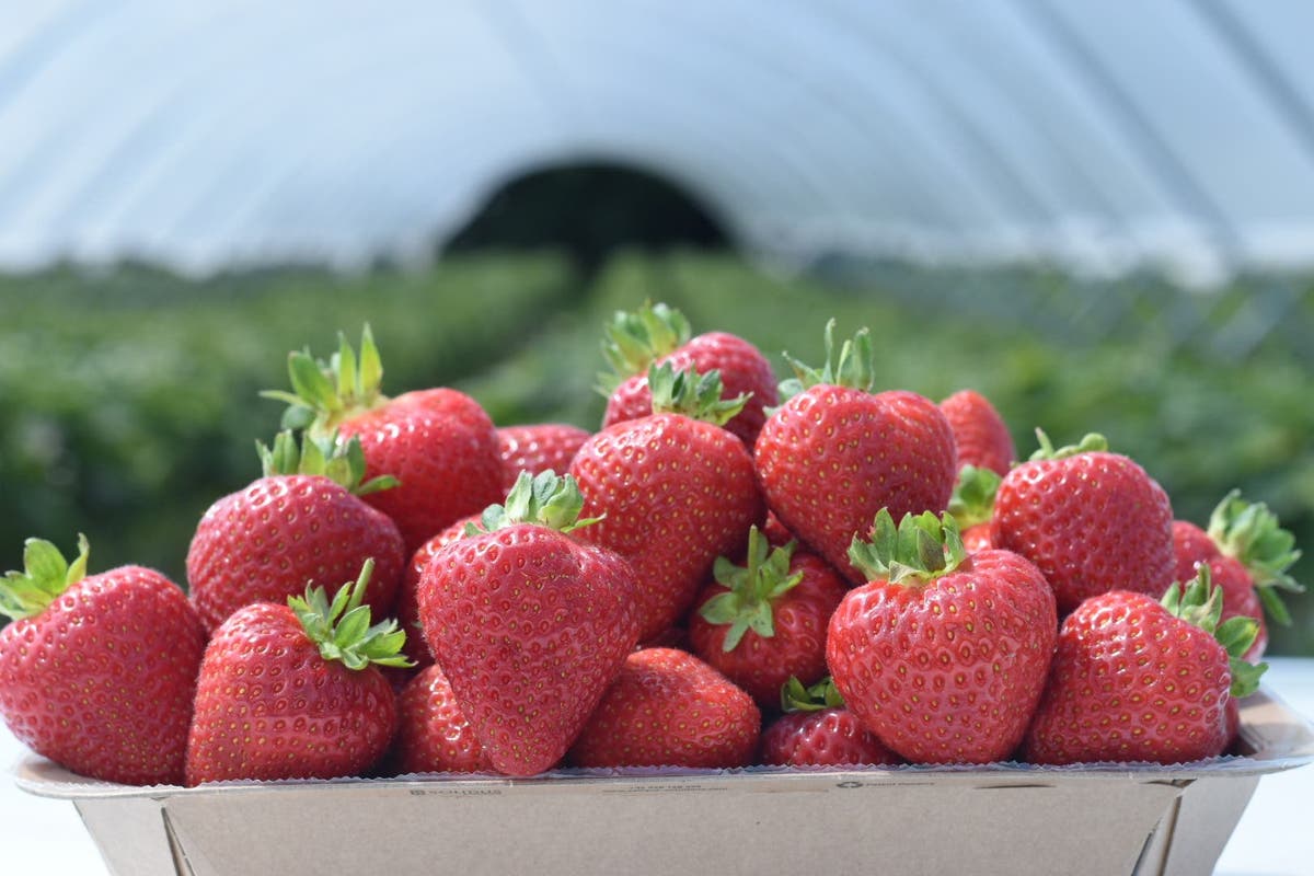 Improving weather generates abundance of strawberries for sale