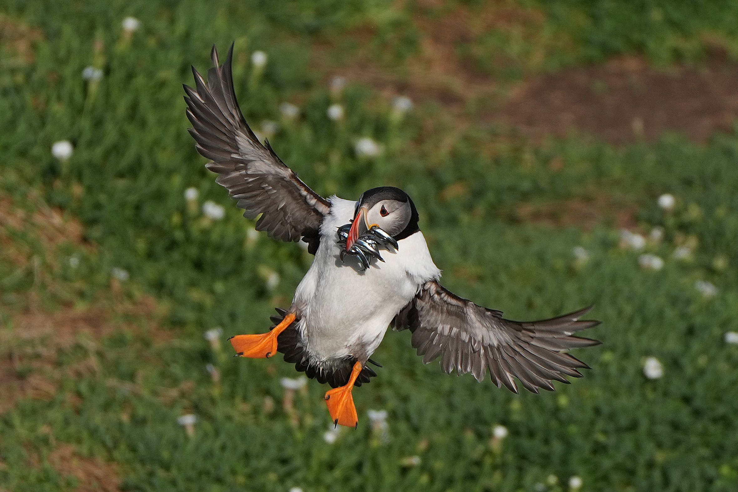 General views of Puffins on Saltee Island off Co Wexford, one of Irelands major bird sanctuaries (Niall Carson/PA)