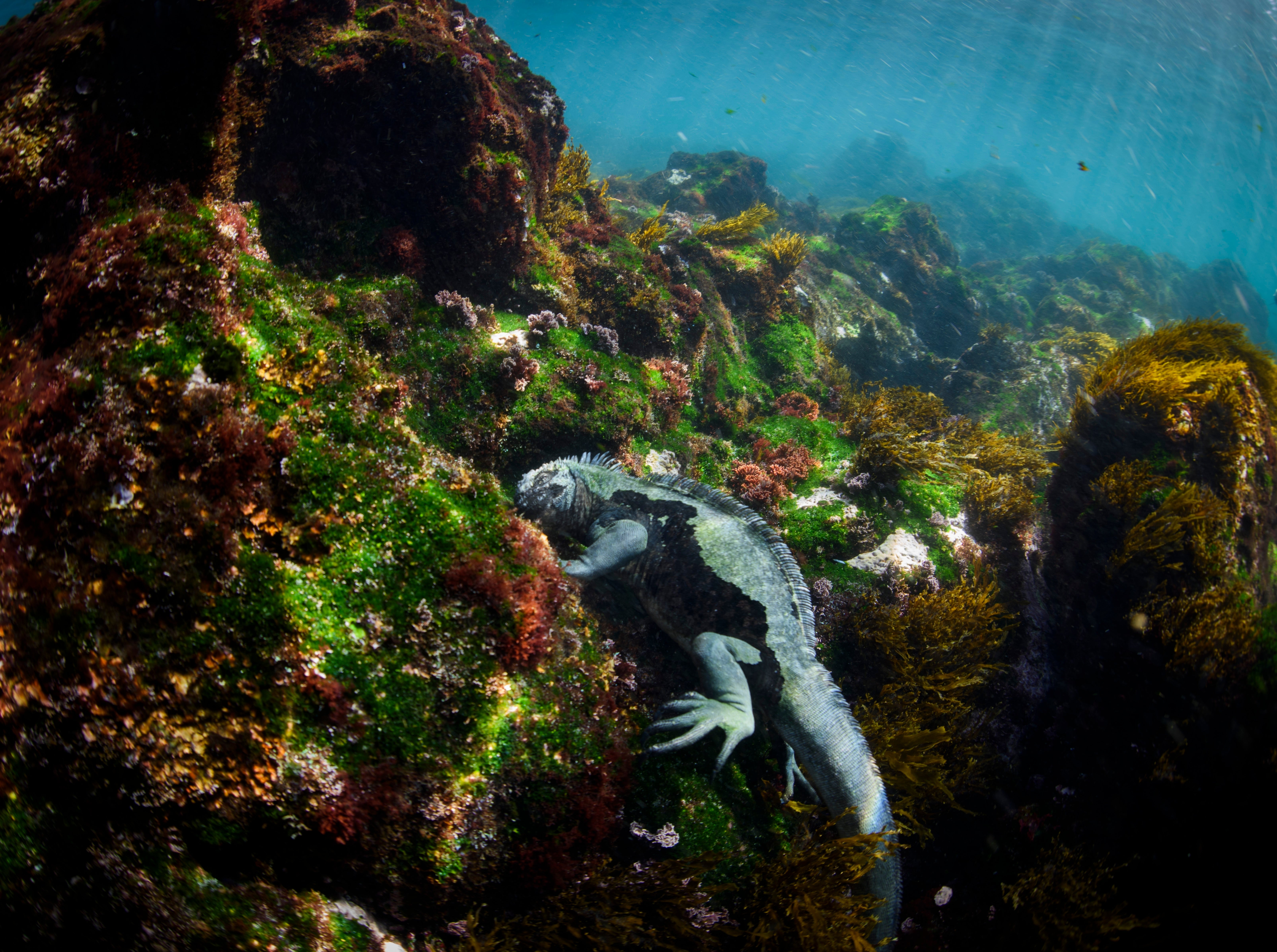 A marine iguana found only in the Galapagos Islands feeds on algae and other plants off of Fernandina Island