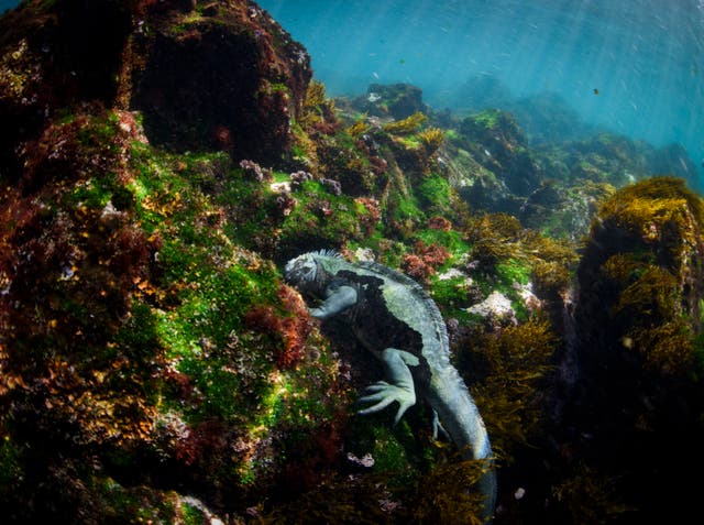 <p>A marine iguana found only in the Galapagos Islands feeds on algae and other plants off of Fernandina Island </p>