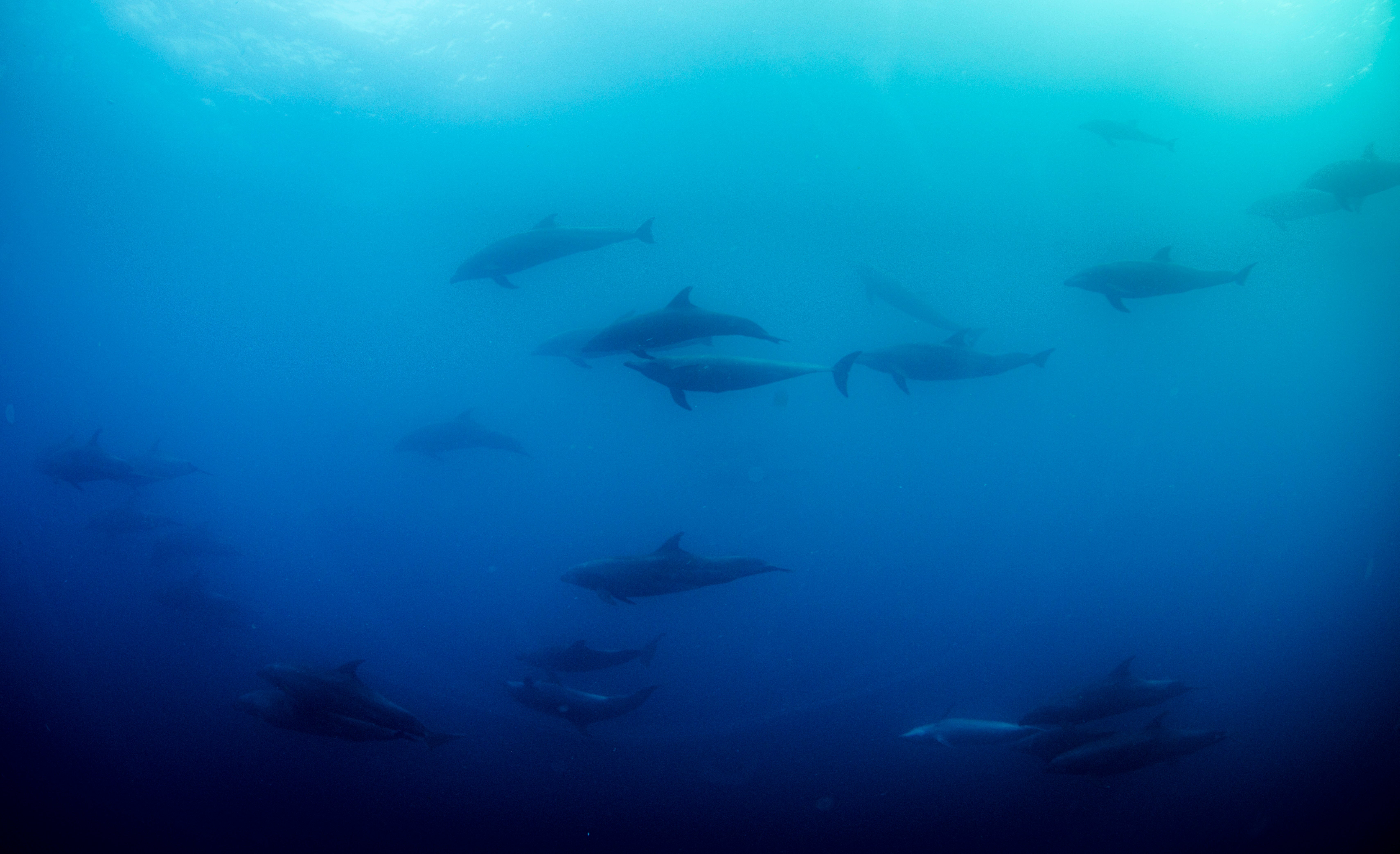 A pod of dolphins swim off of Wolf Island, Ecuador in the Galapagos