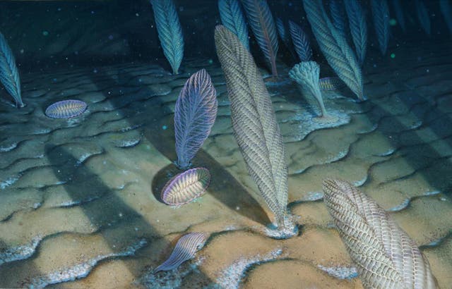 <p>Until now scientists believe complex organisms including soft-bodied animals emerged in the Ediacaran period around 635-570 million years ago</p>