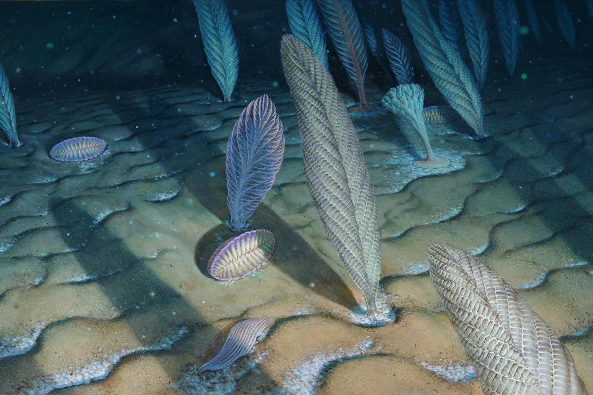 First Recorded Complex Life Form Complex life forms may have originated 1.5 billion years earlier than ...