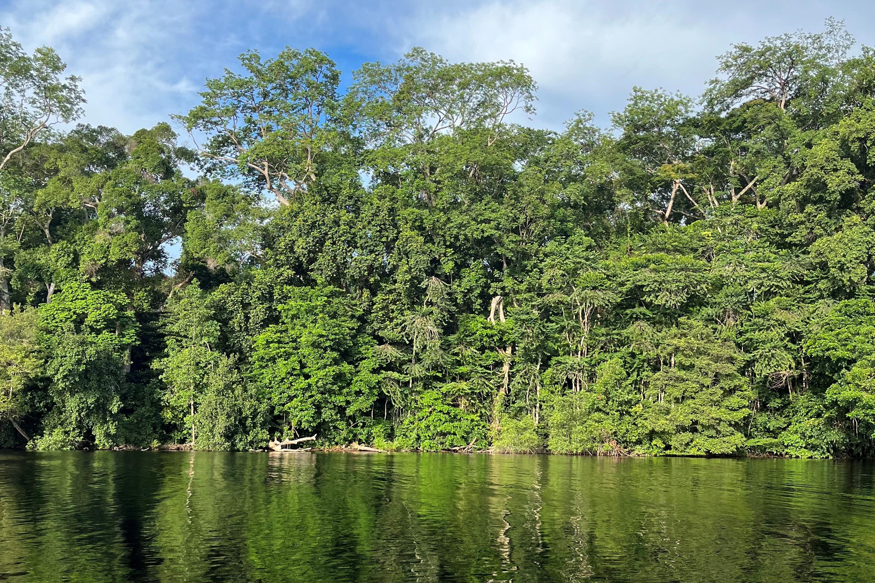 Protected Gabon forest (Emily Beament/PA)