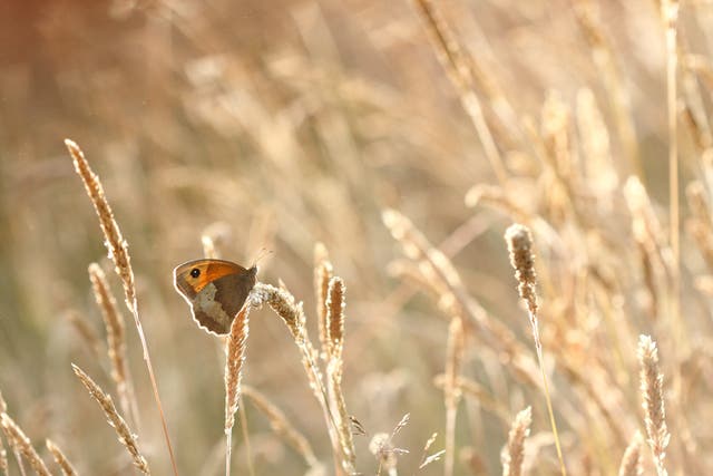 The meadow brown is one of the common butterflies the public is asked to look out for (Will Langdon/Butterfly Conservation /PA)