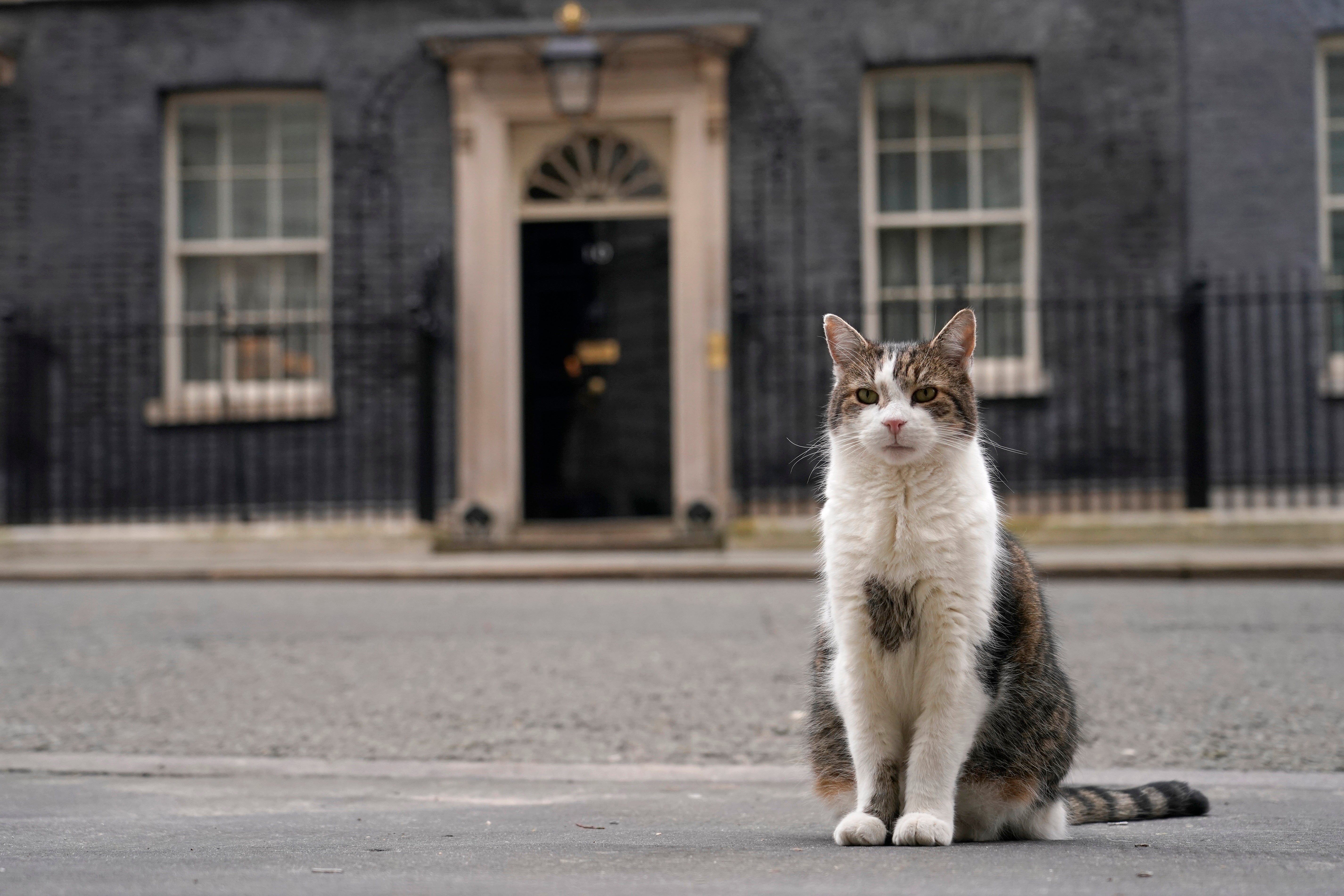 Larry the cat is often seen outside the door of Number 10 during important political events and news broadcasts.