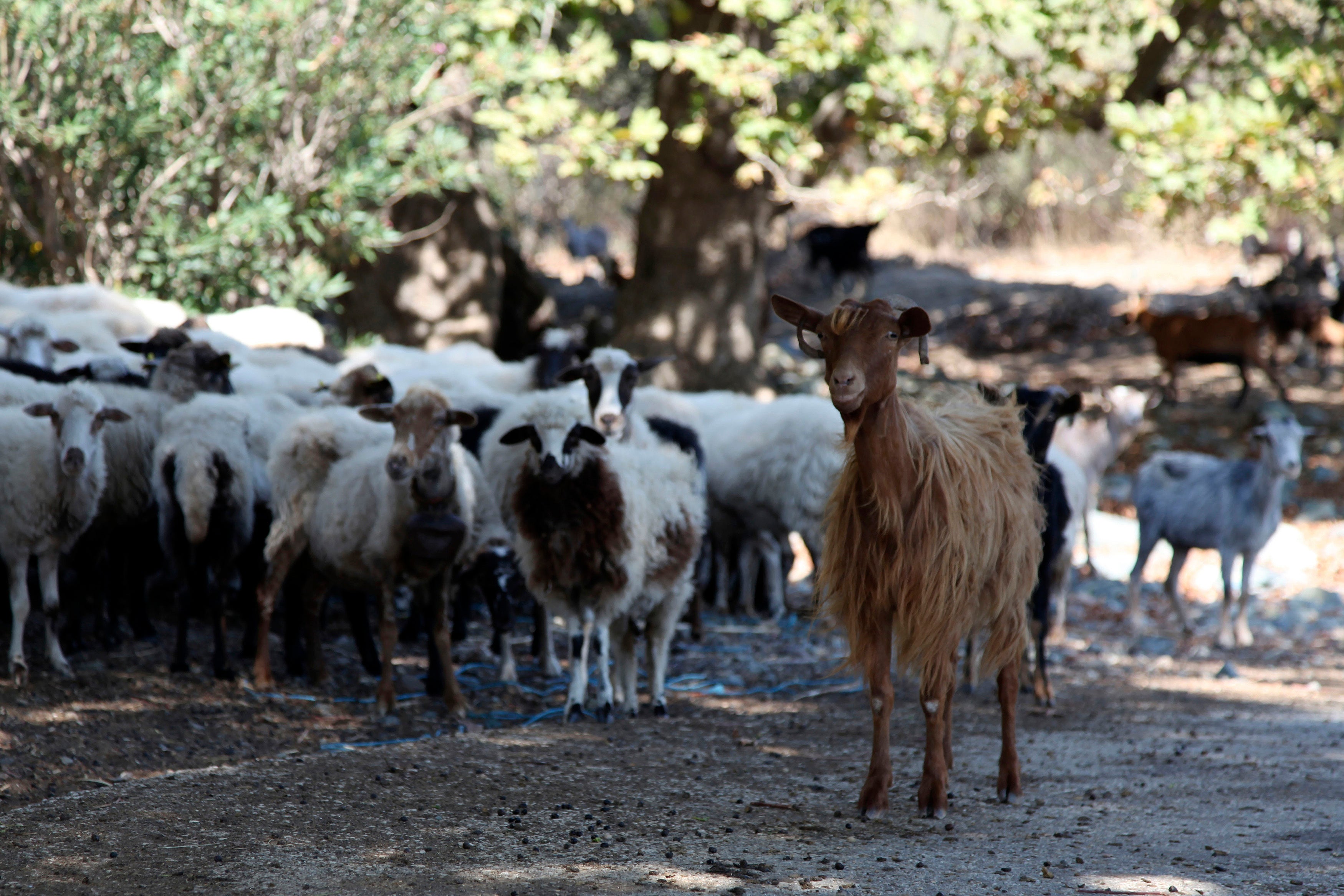 Goats and sheep graze freely near the beach in Kipos village, on Samothraki island, northeastern Greece