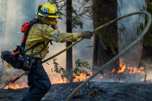 <p>A firefighter lays out a hose line while fighting the Park Fire near Forest Ranch, California, Sunday, July 28, 2024</p>