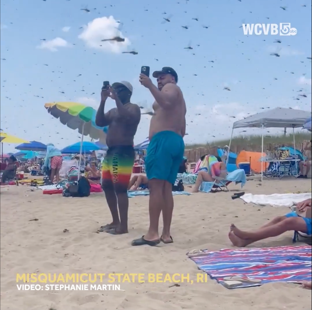 <p>Beachgoers took out their phones to film as dragonflies swarmed Misquamicut State Beach</p>