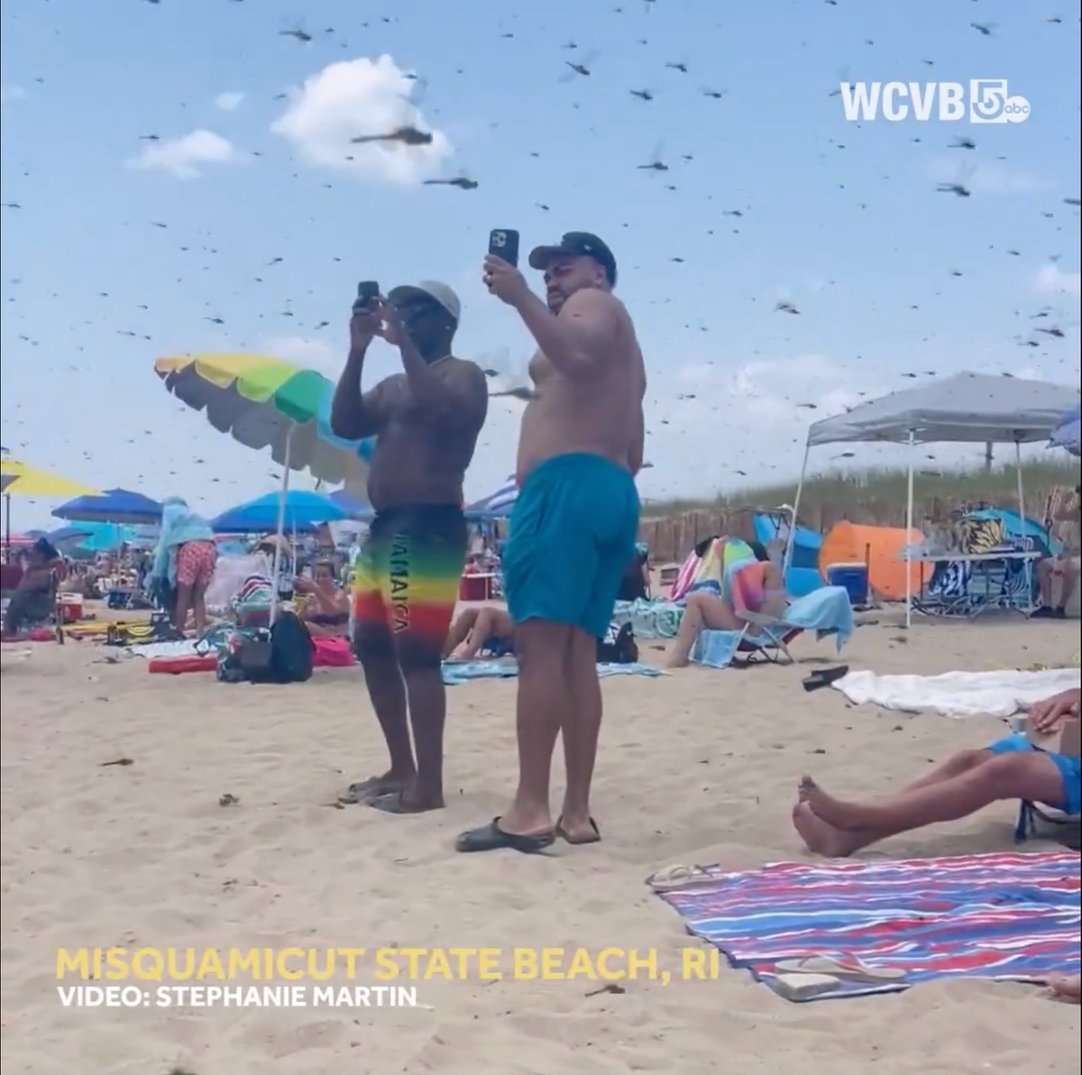 A dragonfly apocalypse! Thousands of bugs ruin a perfect day for Rhode Island beachgoers