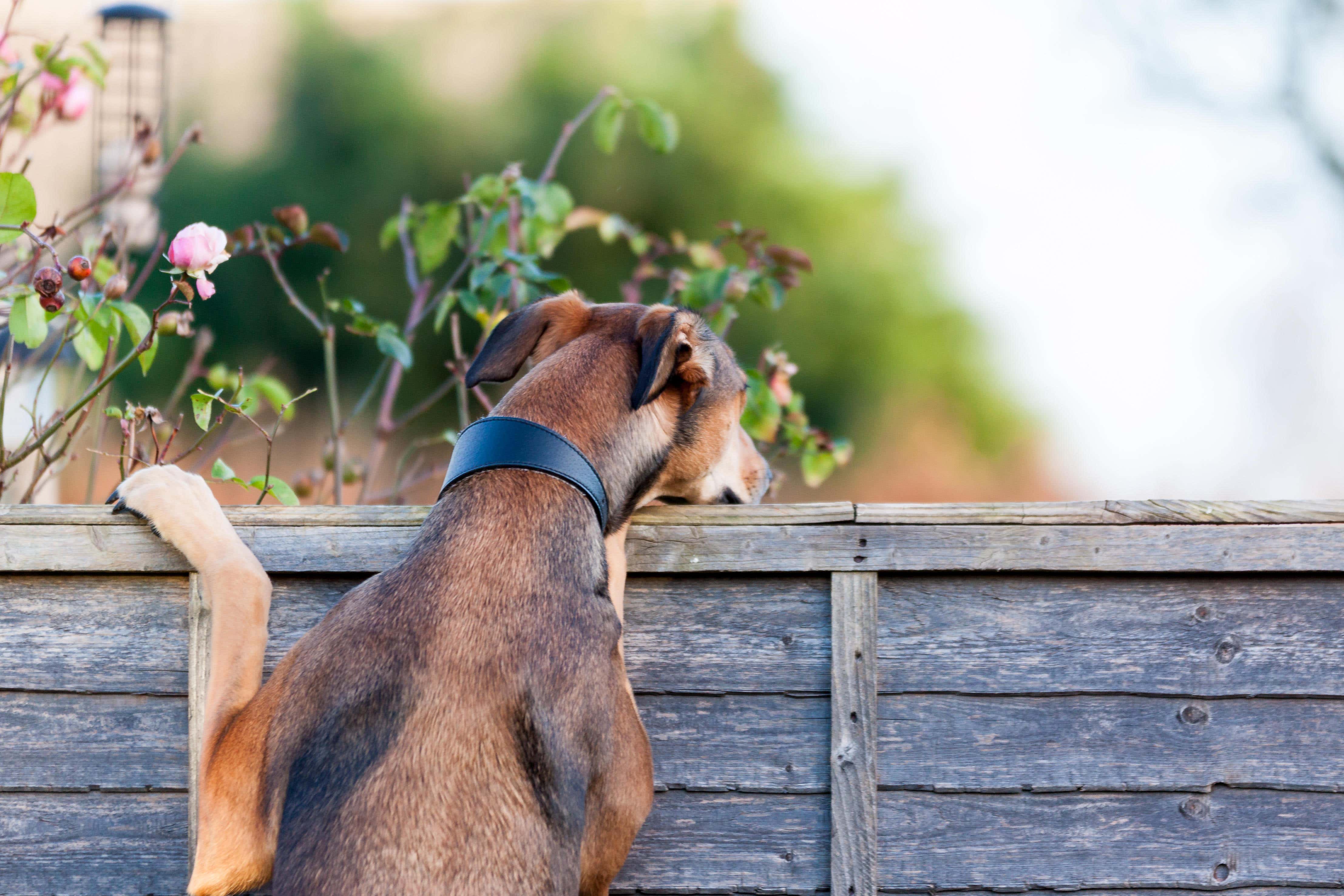 There are plenty of screening options available to block your garden from view (Alamy/PA)