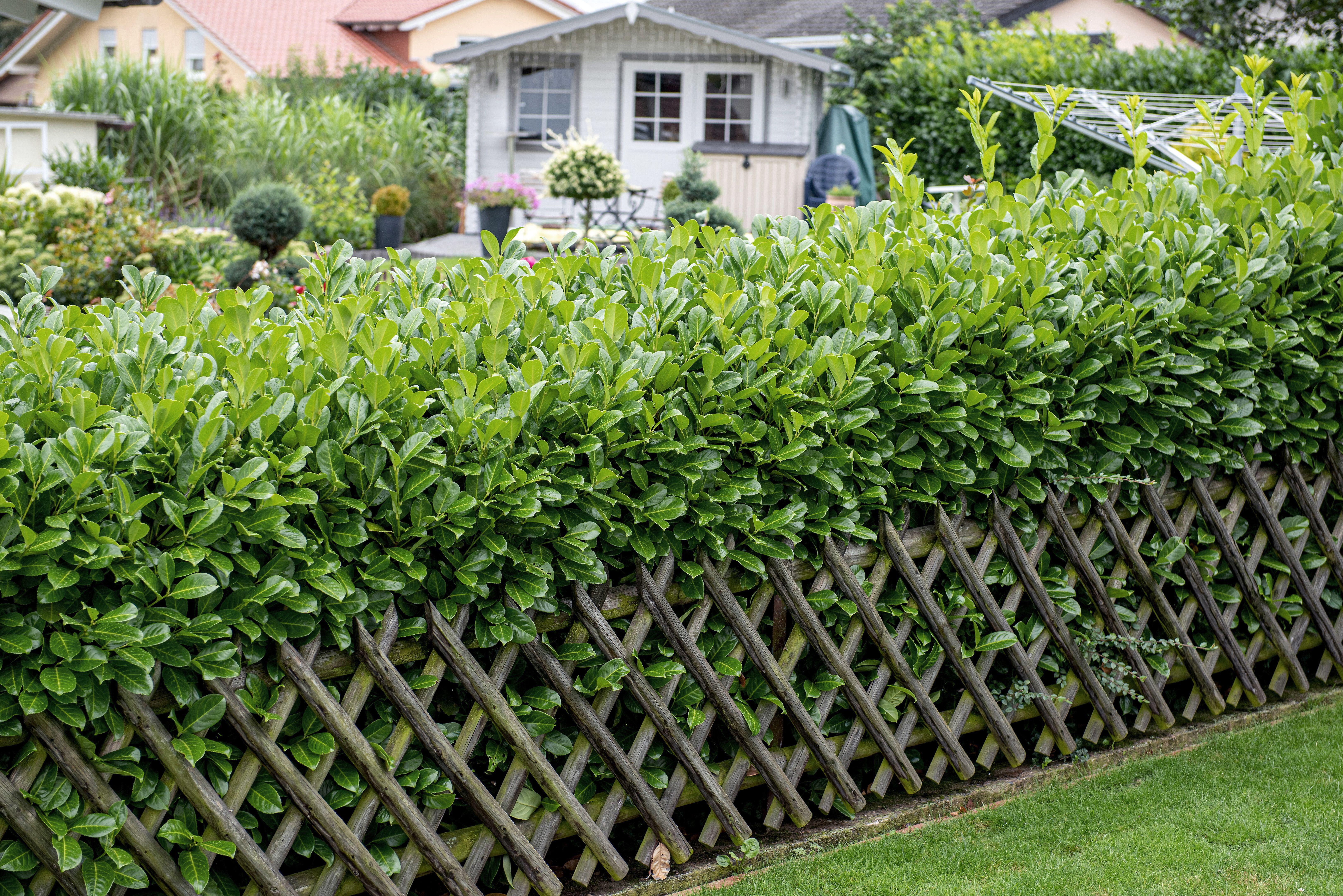 Laurel garden hedges make good screening (Alamy/PA)